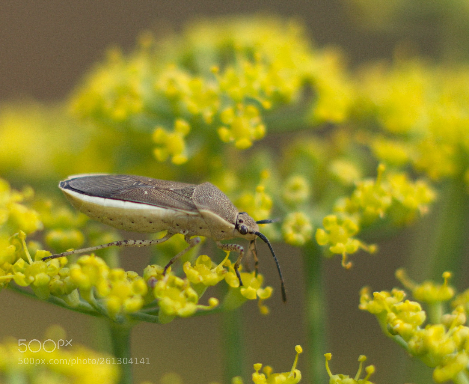 Canon EOS 6D sample photo. Stinky bug photography
