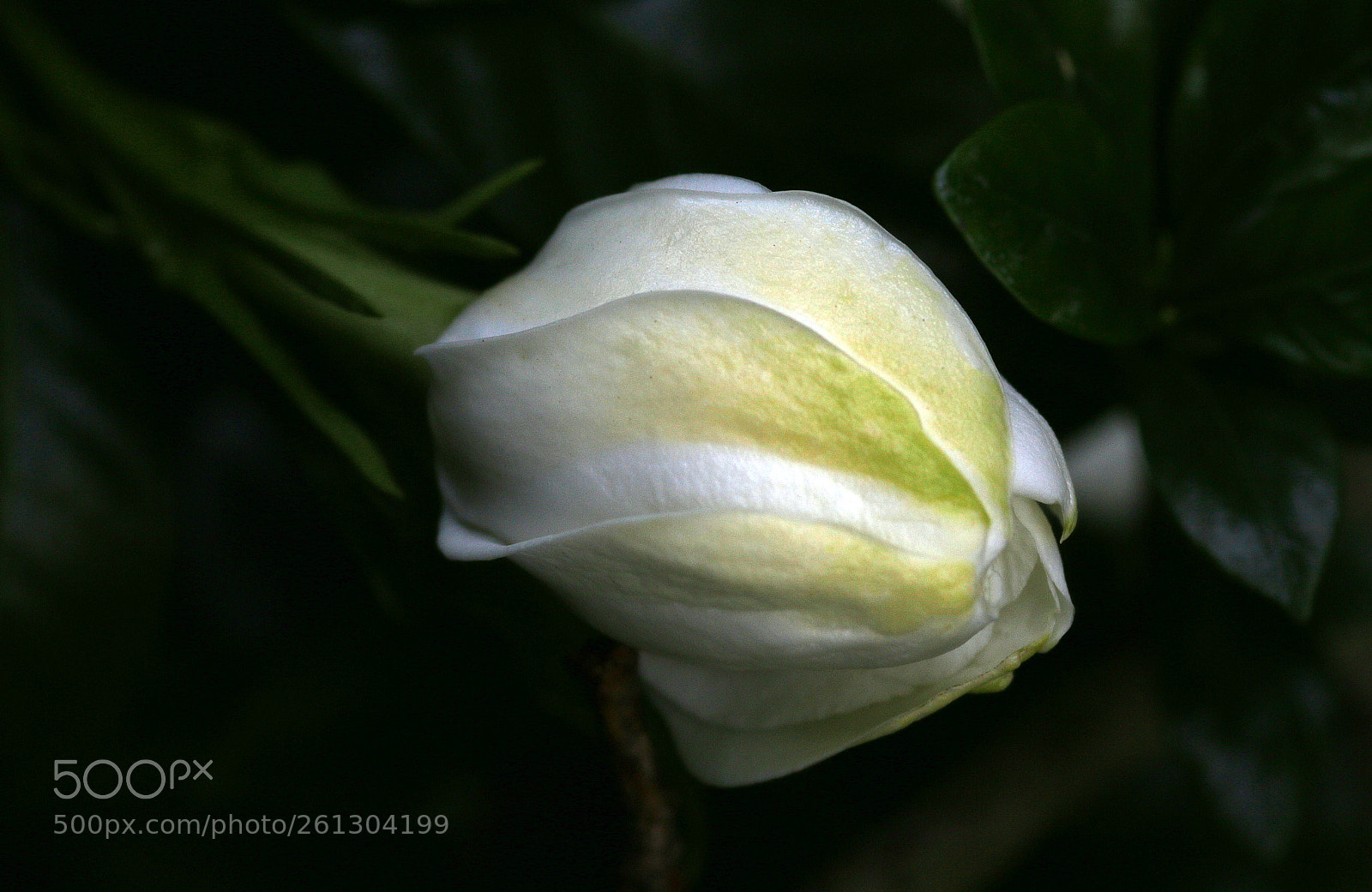 Canon EOS 70D sample photo. White gardenia bud photography