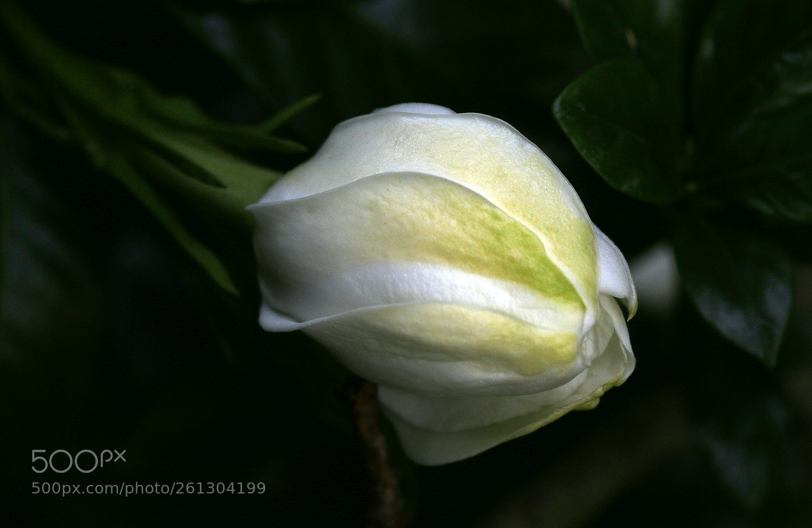 Canon EOS 70D sample photo. White gardenia bud photography