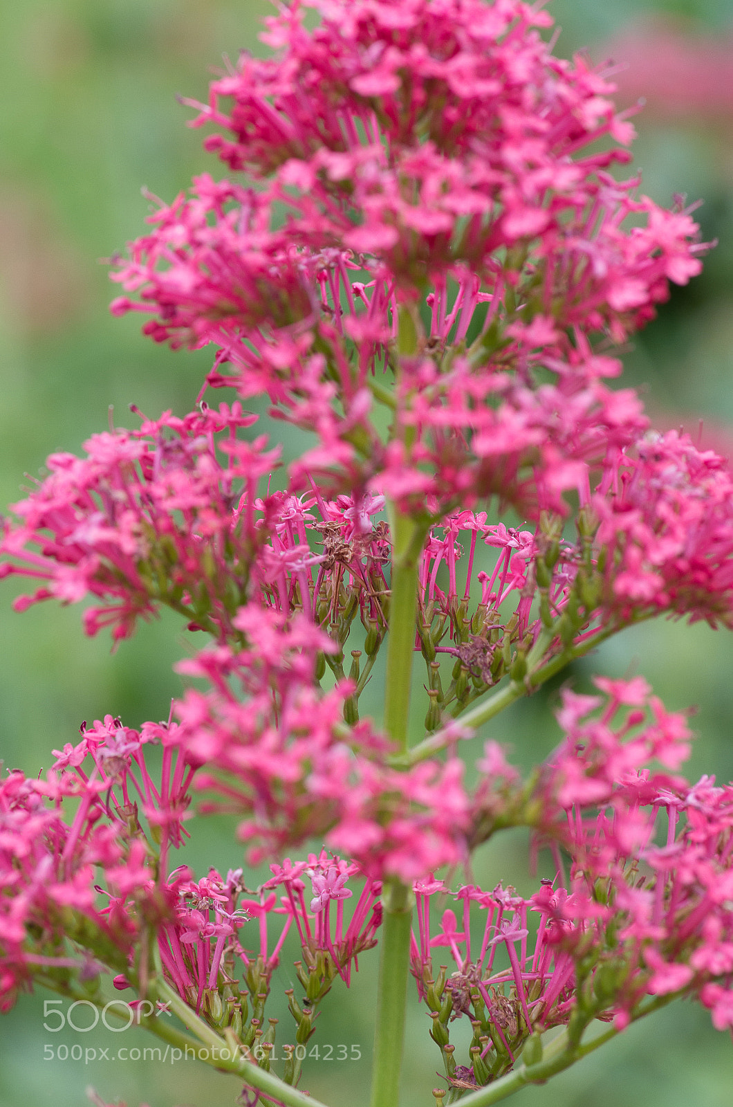 Pentax K-50 sample photo. Img photography