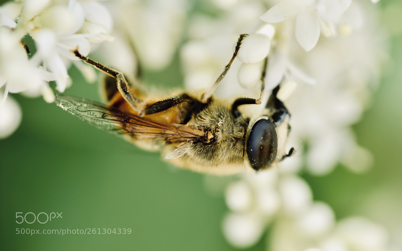Nikon D7200 sample photo. Bee photography