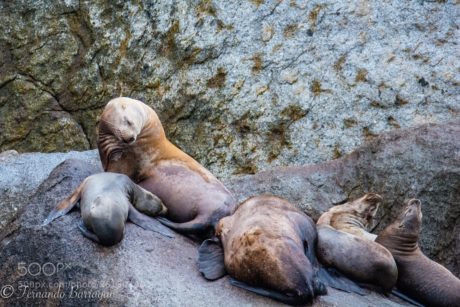 Nikon D7100 sample photo. Foca amamantando photography