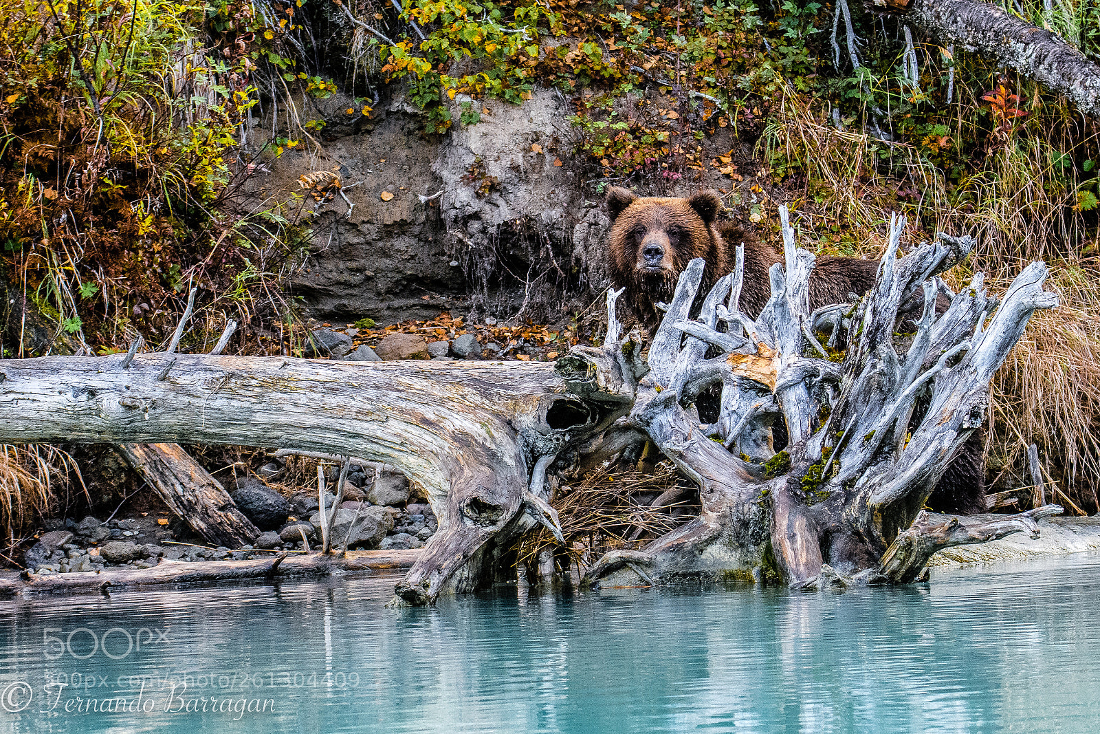 Nikon D7100 sample photo. Oso photography