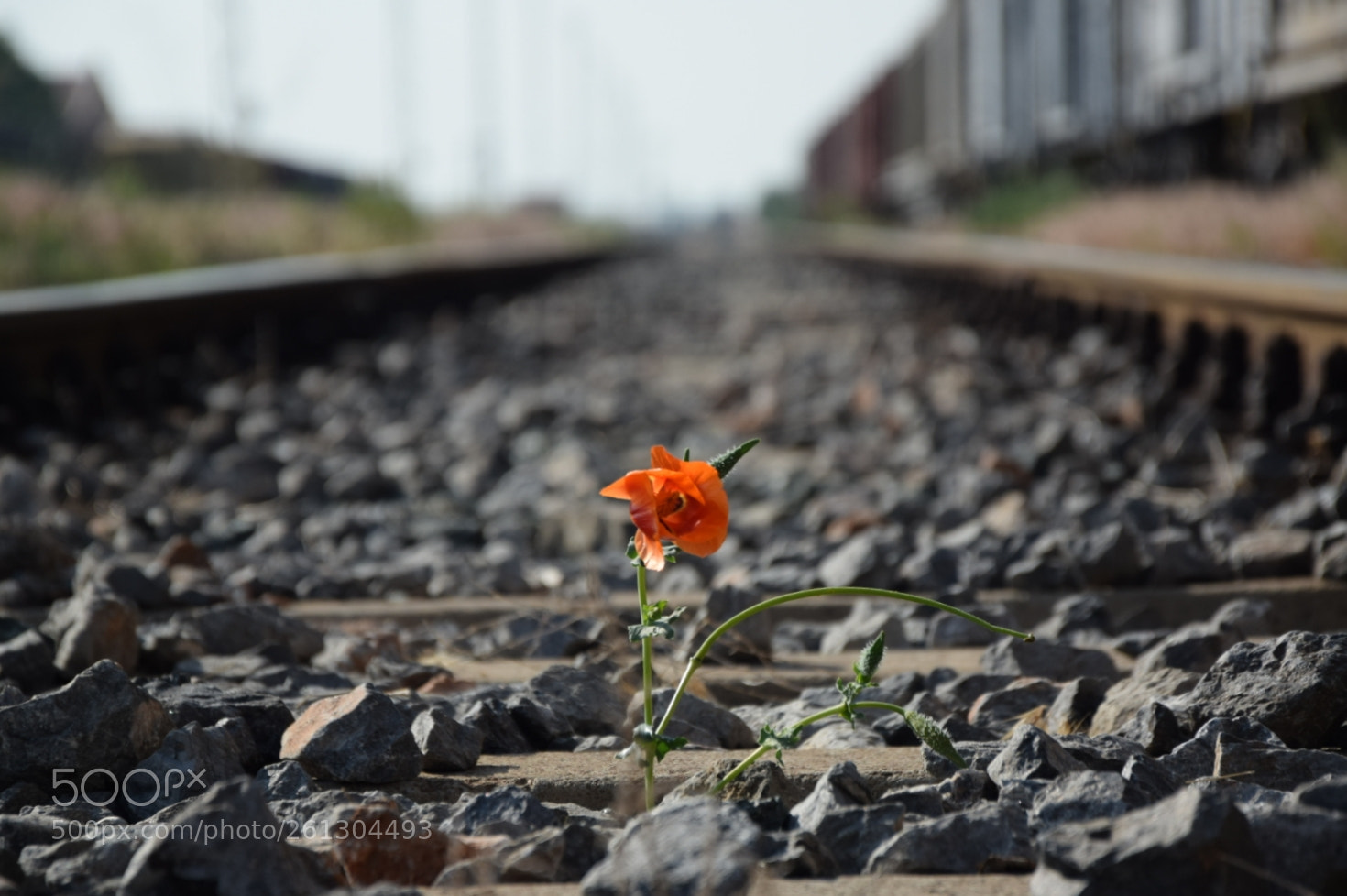 Nikon D5300 sample photo. Gelincik photography