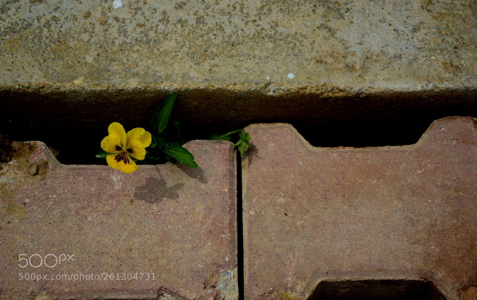 Nikon D5300 sample photo. Hercai photography