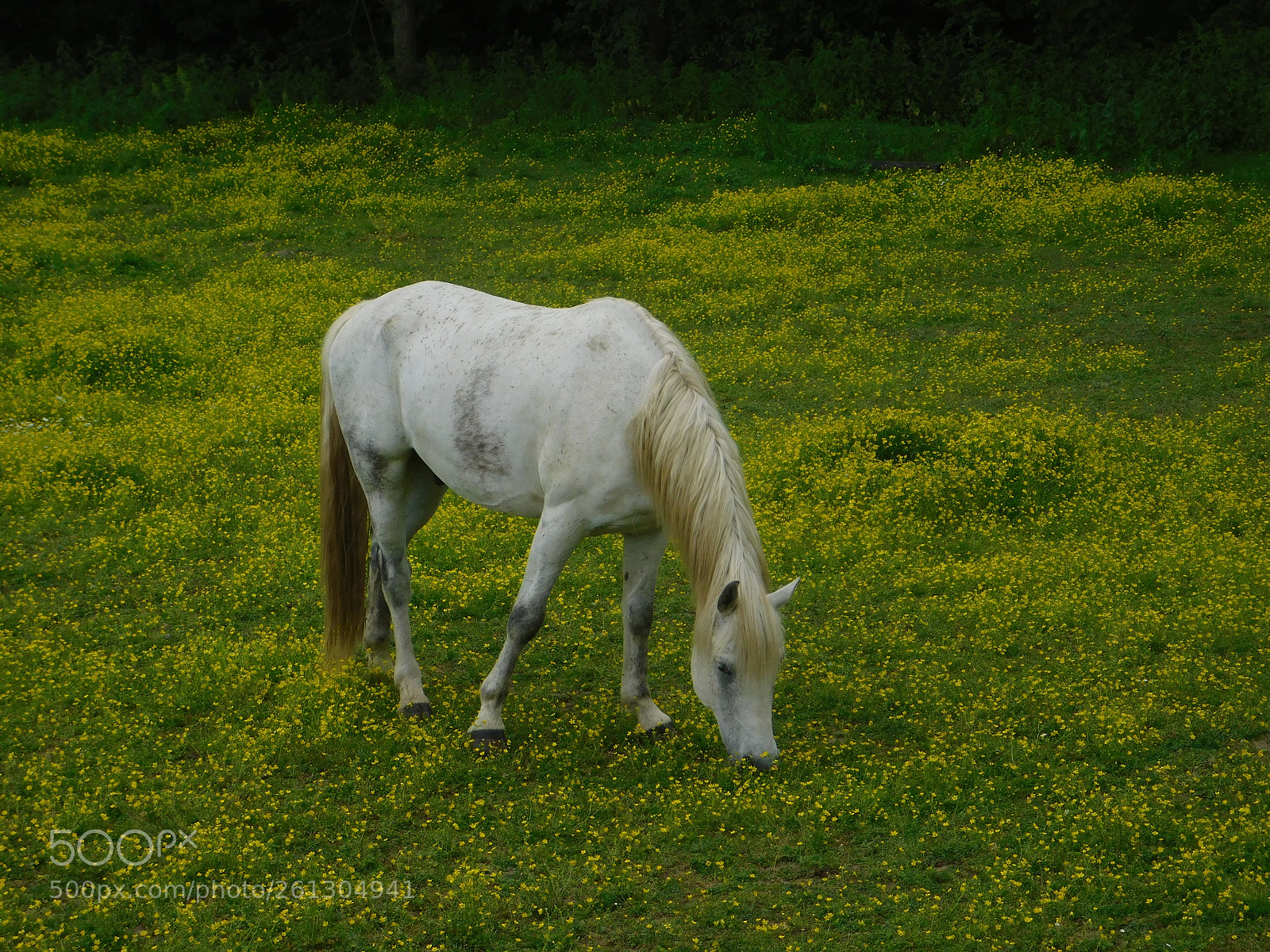 Nikon Coolpix B500 sample photo. White beauty photography