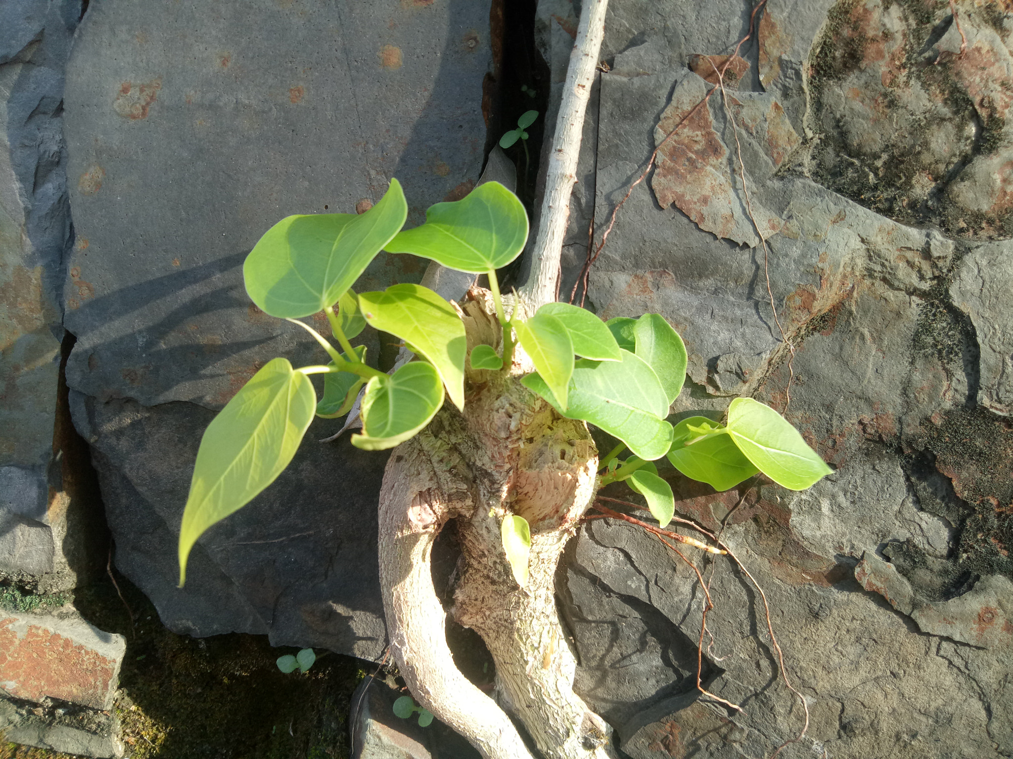 OPPO A1601 sample photo