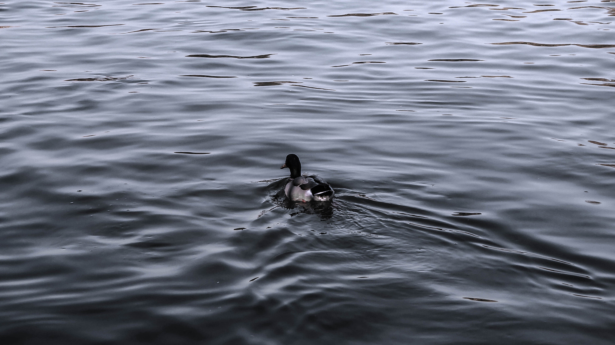 Sony SLT-A37 sample photo. Duck photography