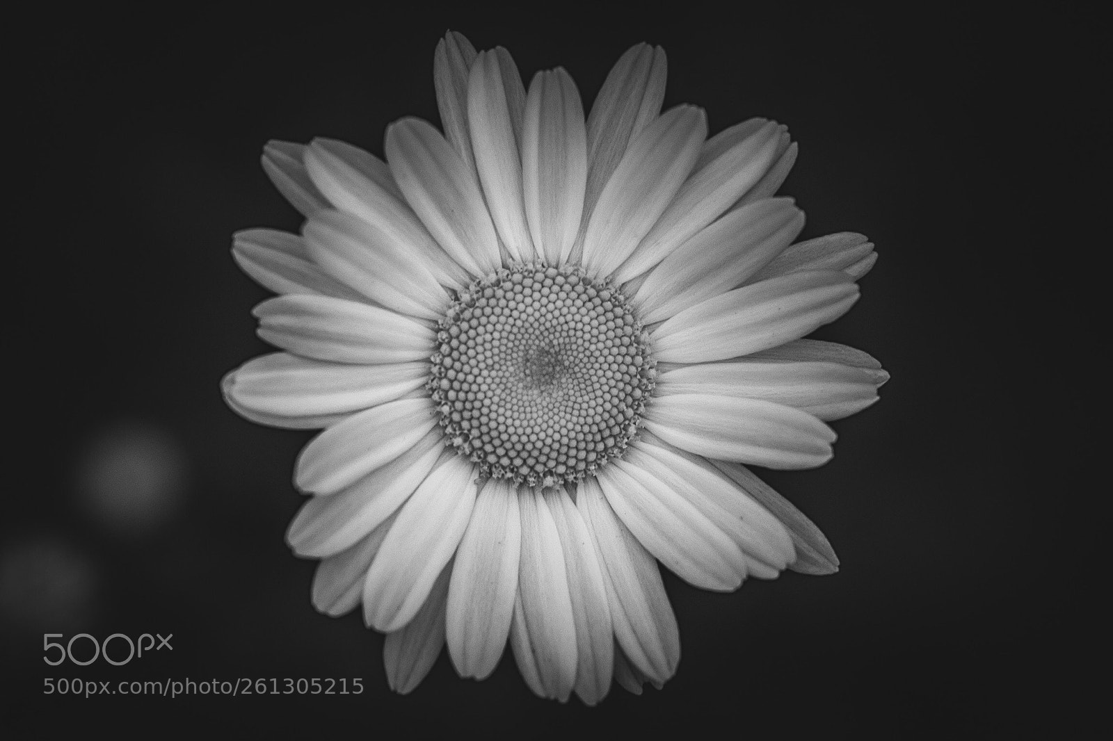 Canon EOS 5D Mark IV sample photo. Daisy. photography