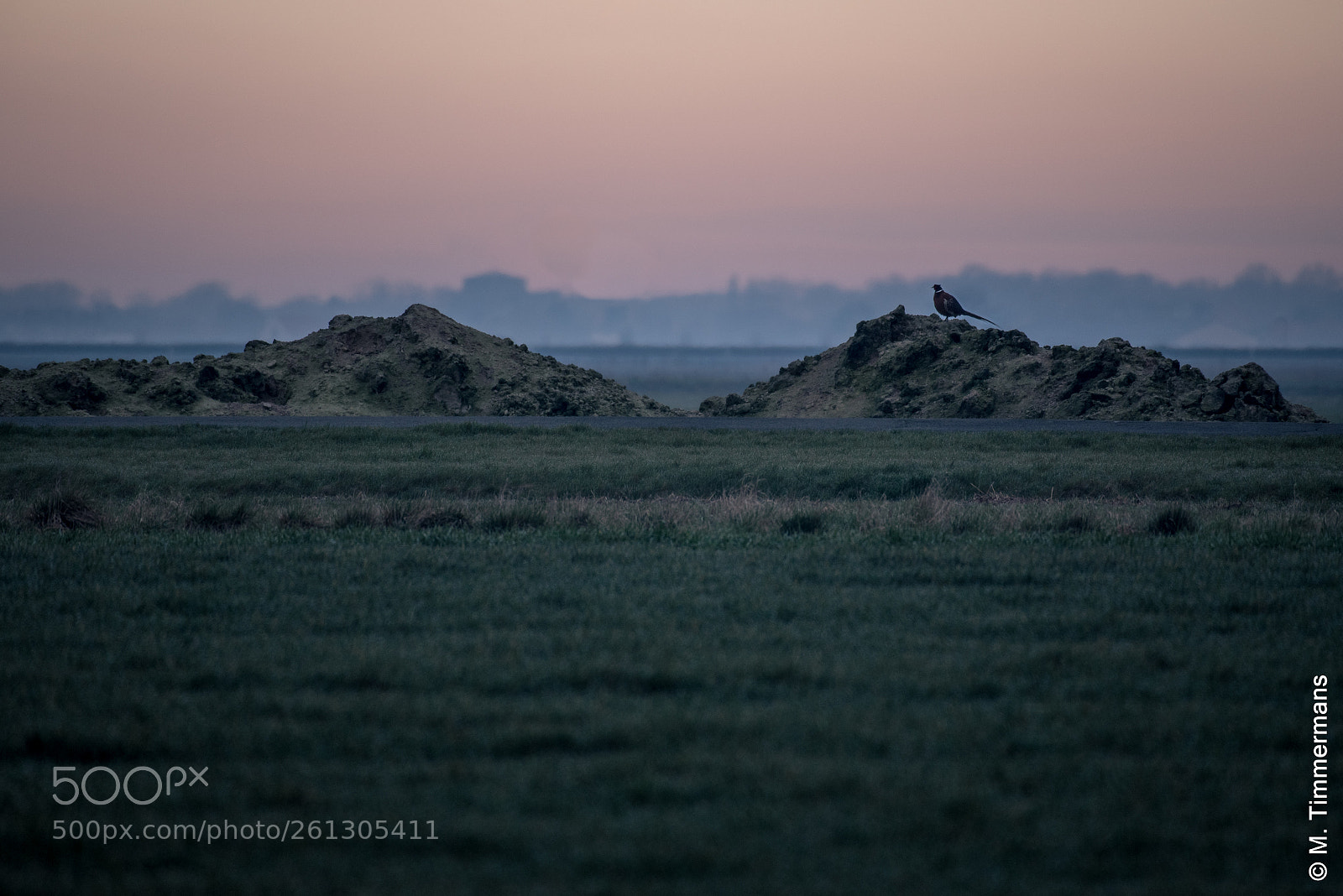 Nikon D750 sample photo. Pheasant on the lookout photography