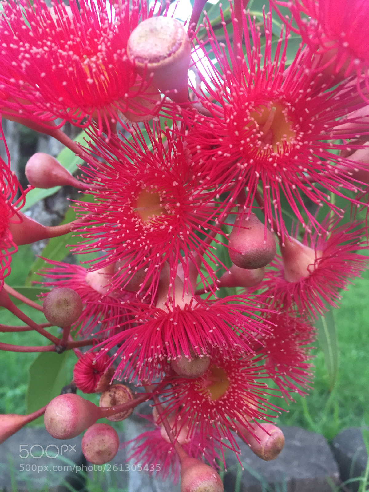 Apple iPhone 6 sample photo. Autumn colour  photography