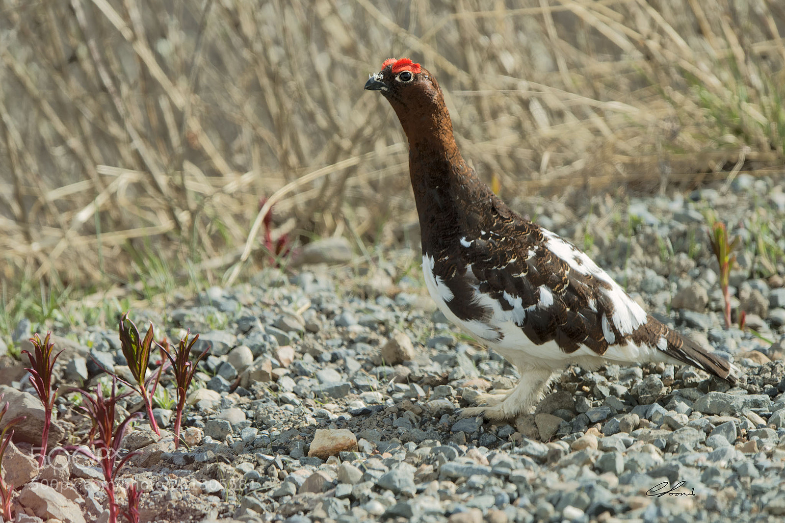 Nikon D810 sample photo. Willow ptarmigan in denali photography
