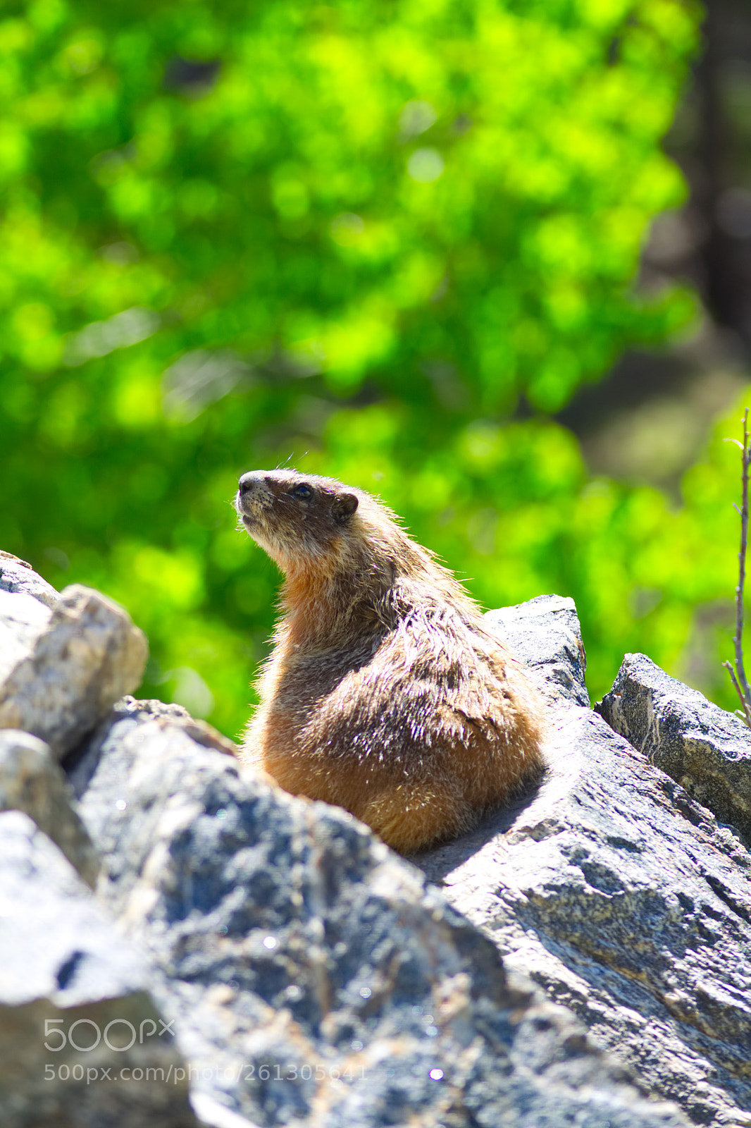 Canon EOS 50D sample photo. Groundhog enjoying the sun! photography