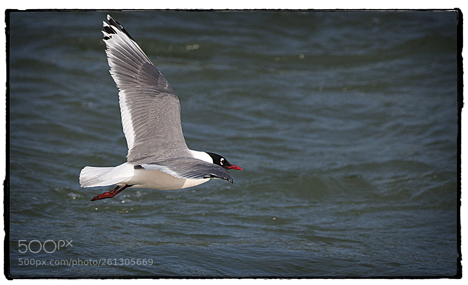 Canon EOS 40D sample photo. Franklin s gull in photography