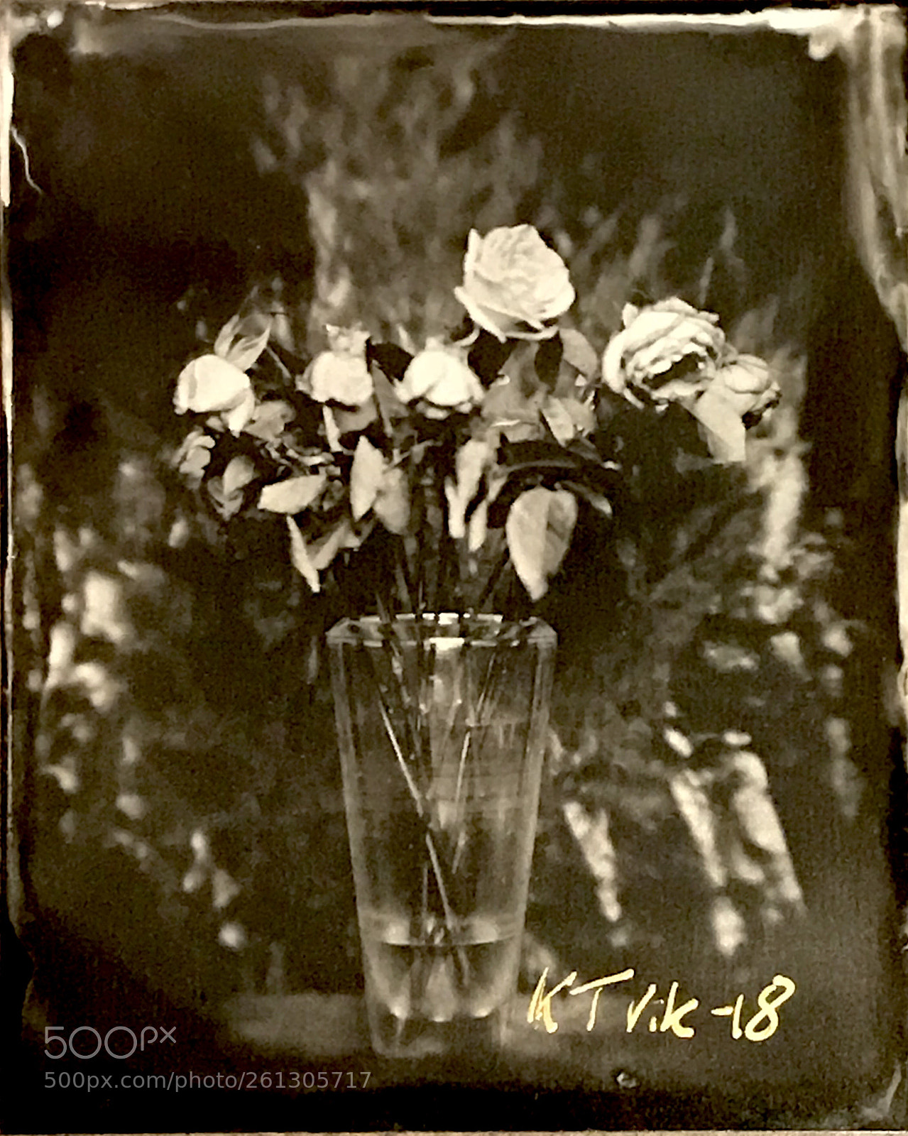Apple iPhone 7 sample photo. Wet plate collodion #roses photography