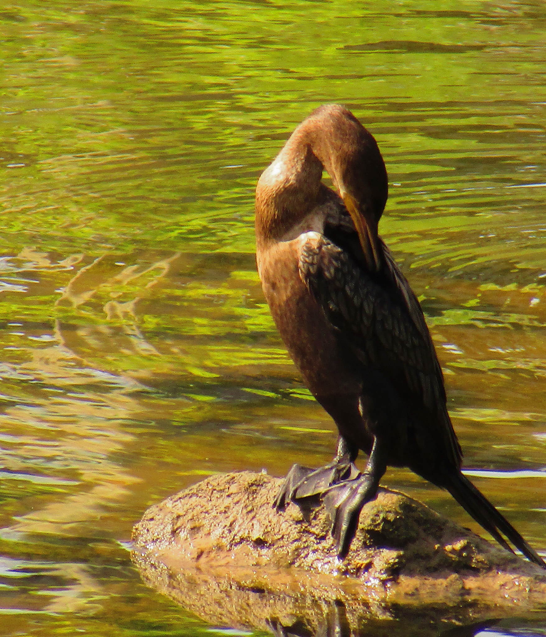 Canon PowerShot SX420 IS sample photo. Bird on rock photography