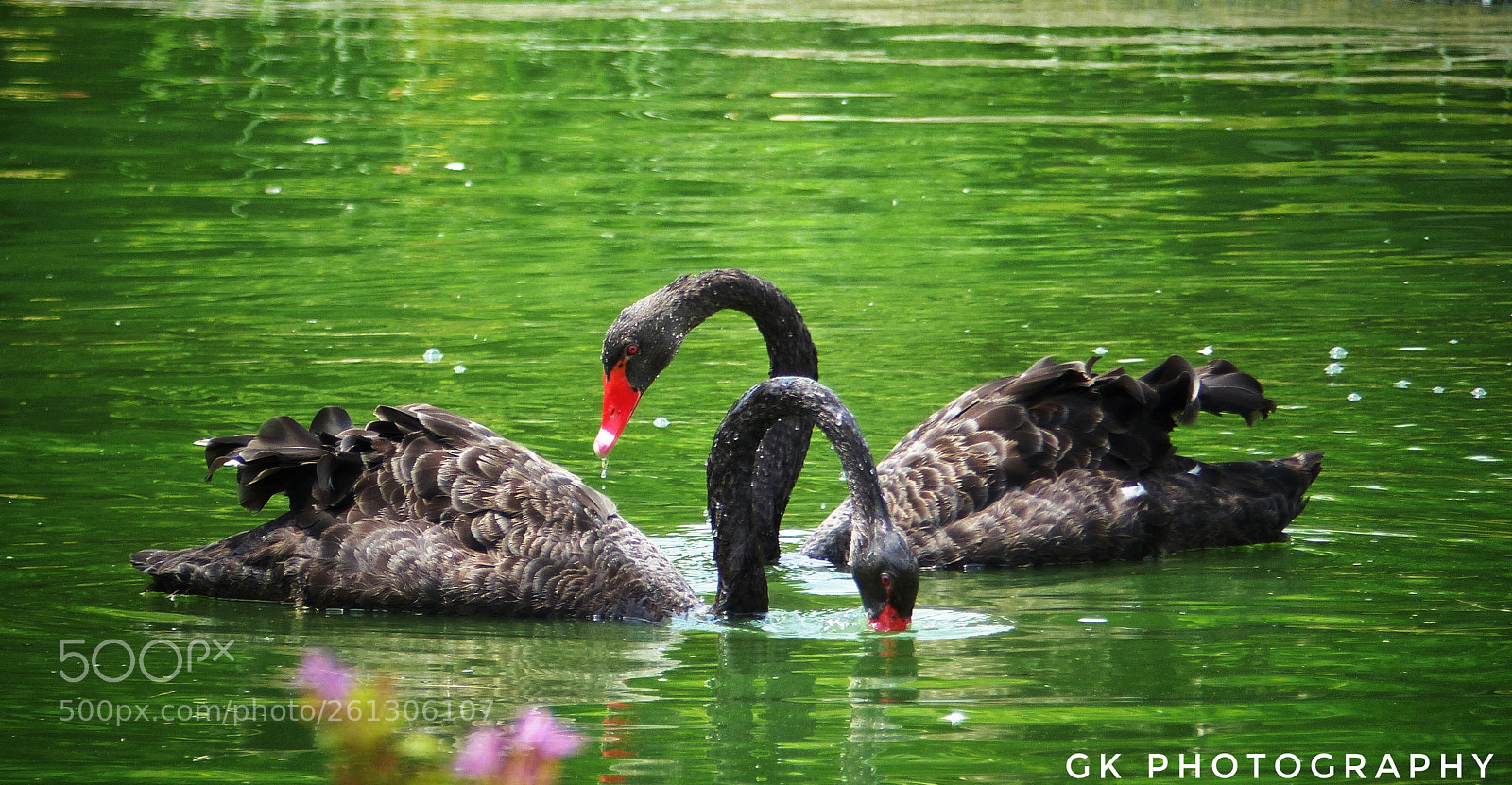 Panasonic Lumix DMC-FZ200 sample photo. Black swan's photography
