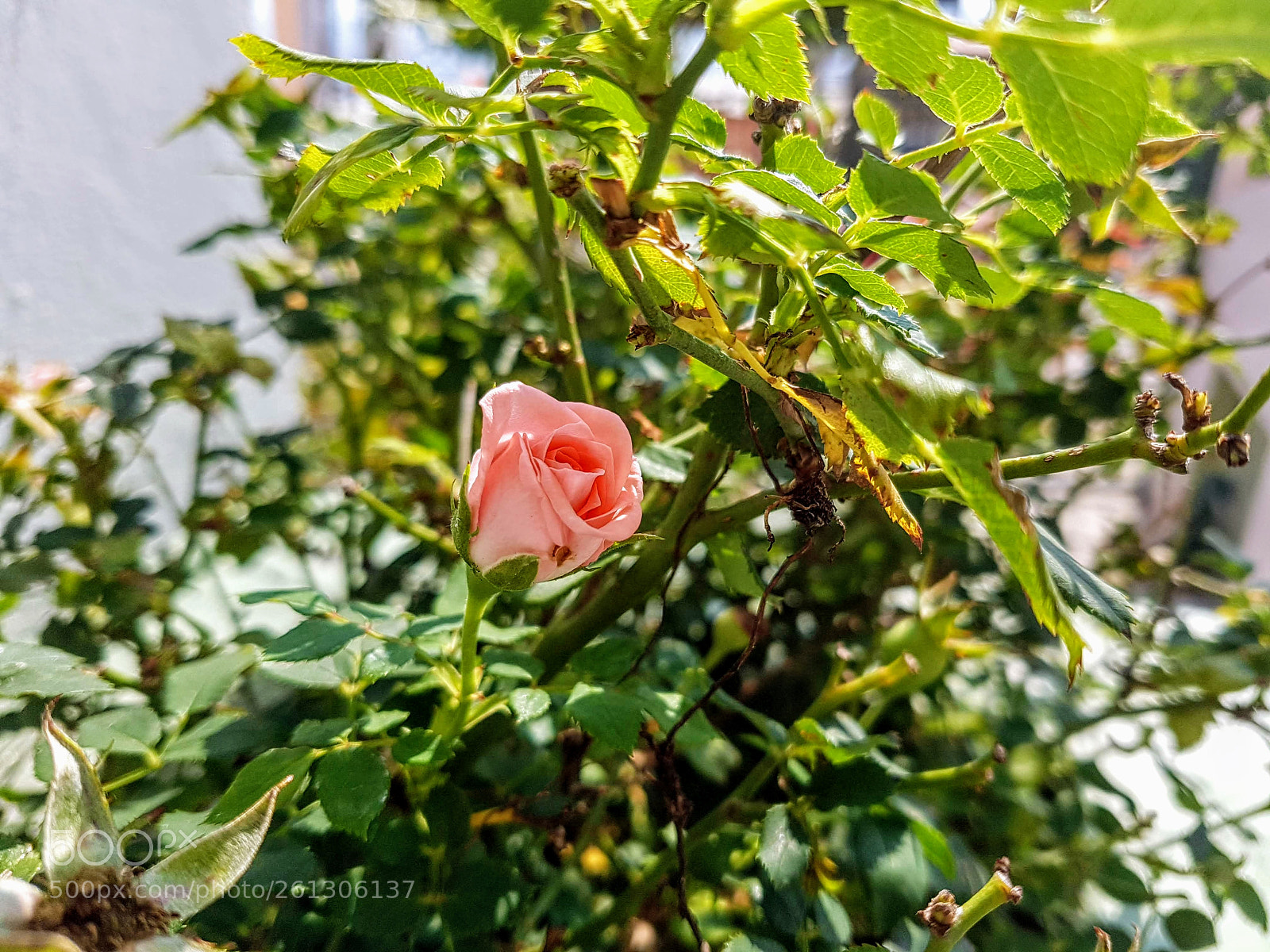 Samsung Galaxy S7 Edge sample photo. Ls photography