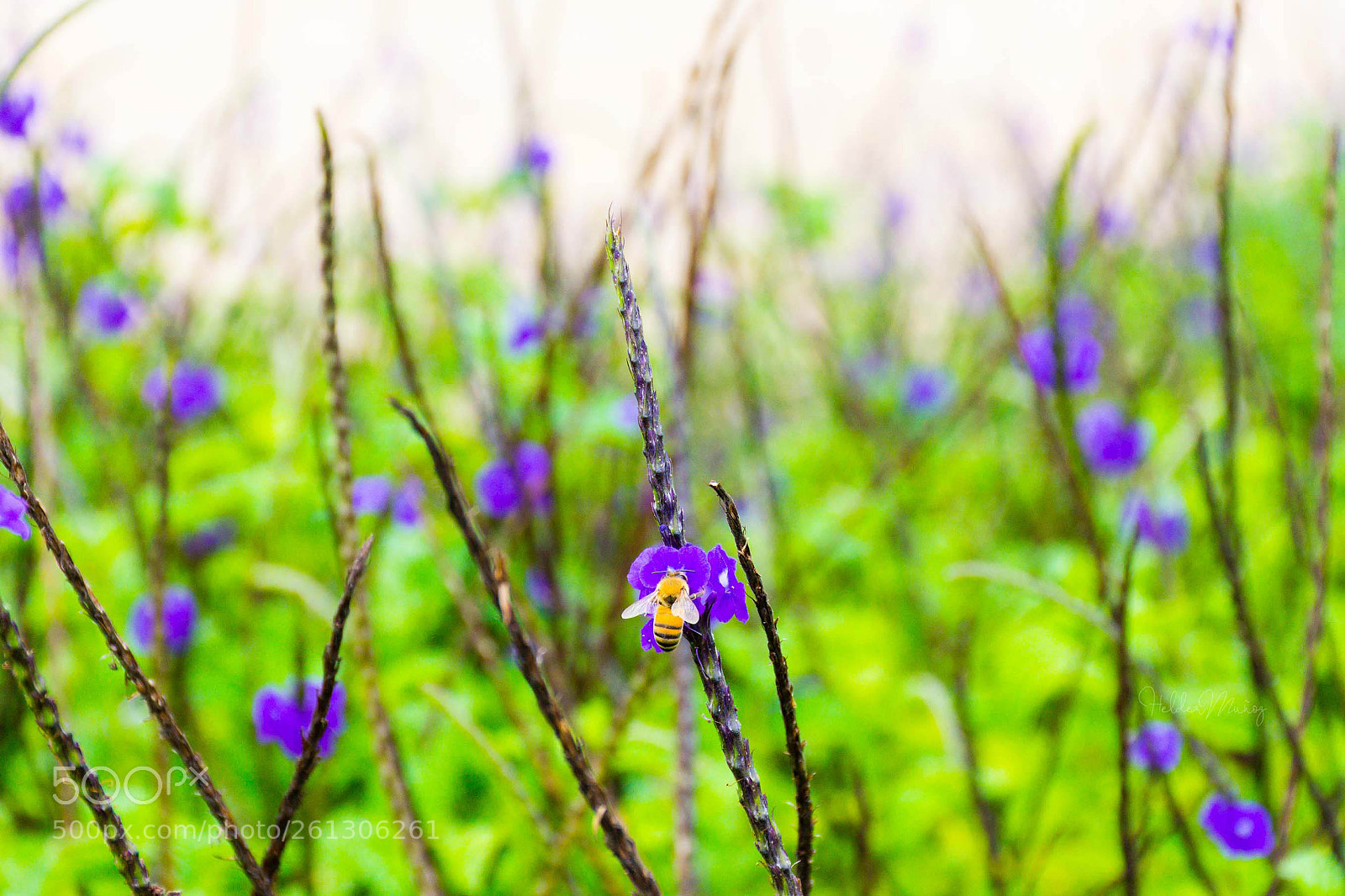 Nikon D7200 sample photo. F photography