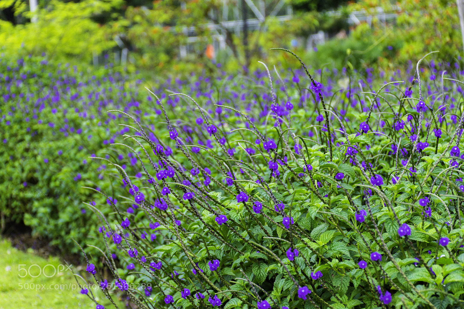 Nikon D7200 sample photo. F photography