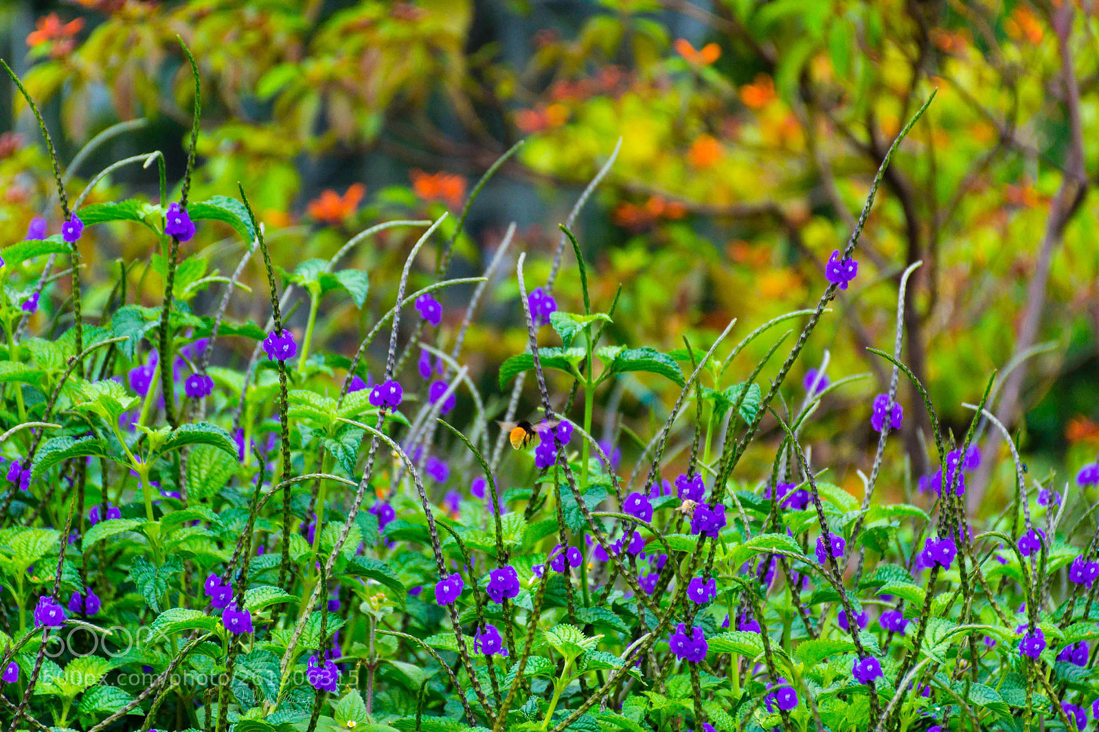 Nikon D7200 sample photo. F photography