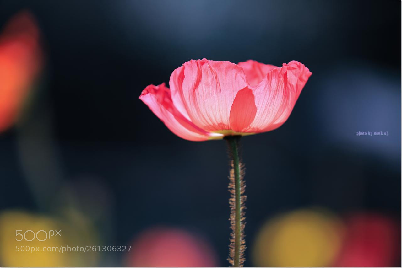 Canon EOS 6D Mark II sample photo. Corn-poppy photography