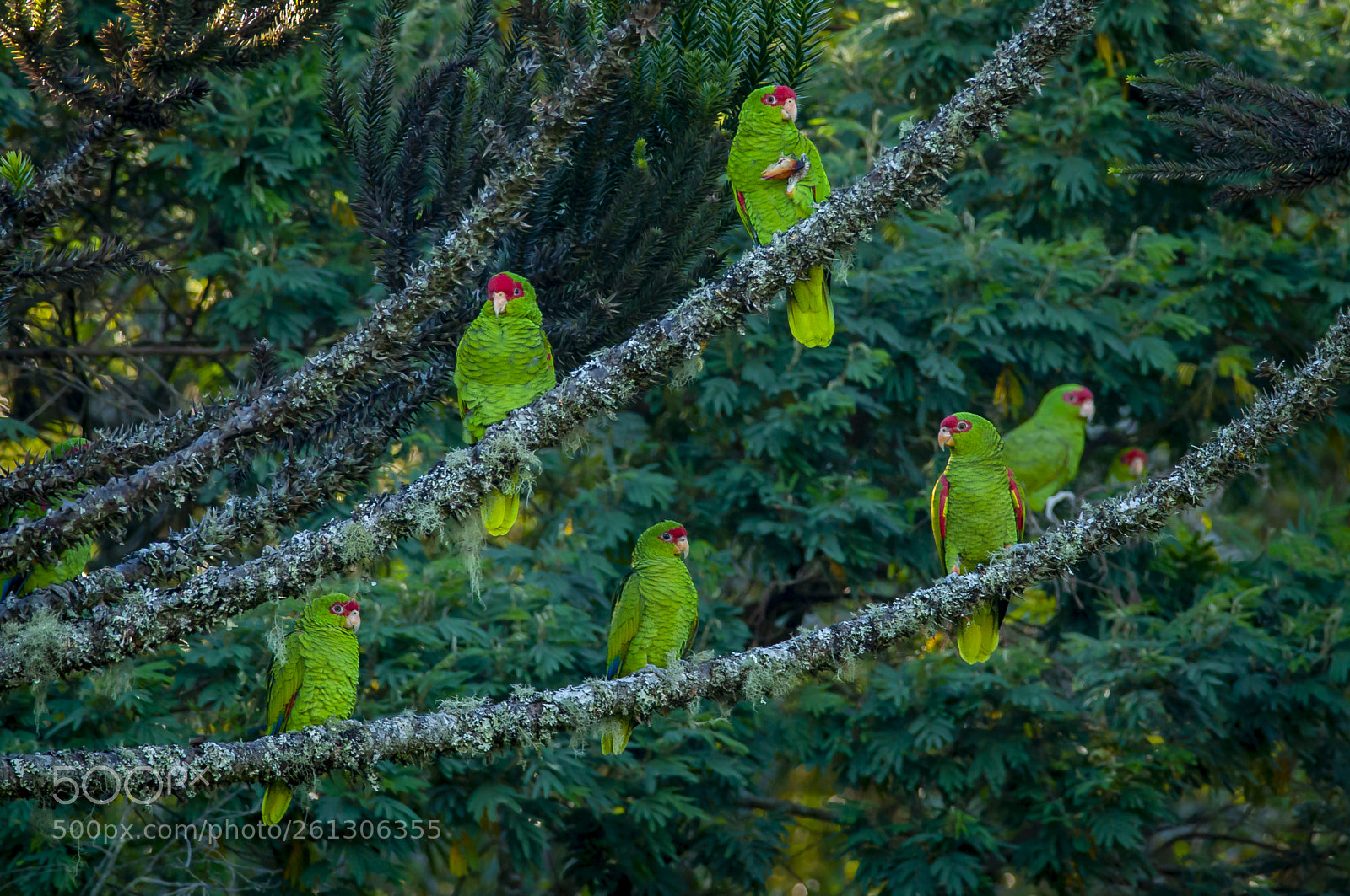 Nikon D5000 sample photo. Red-spectacled parrot photography