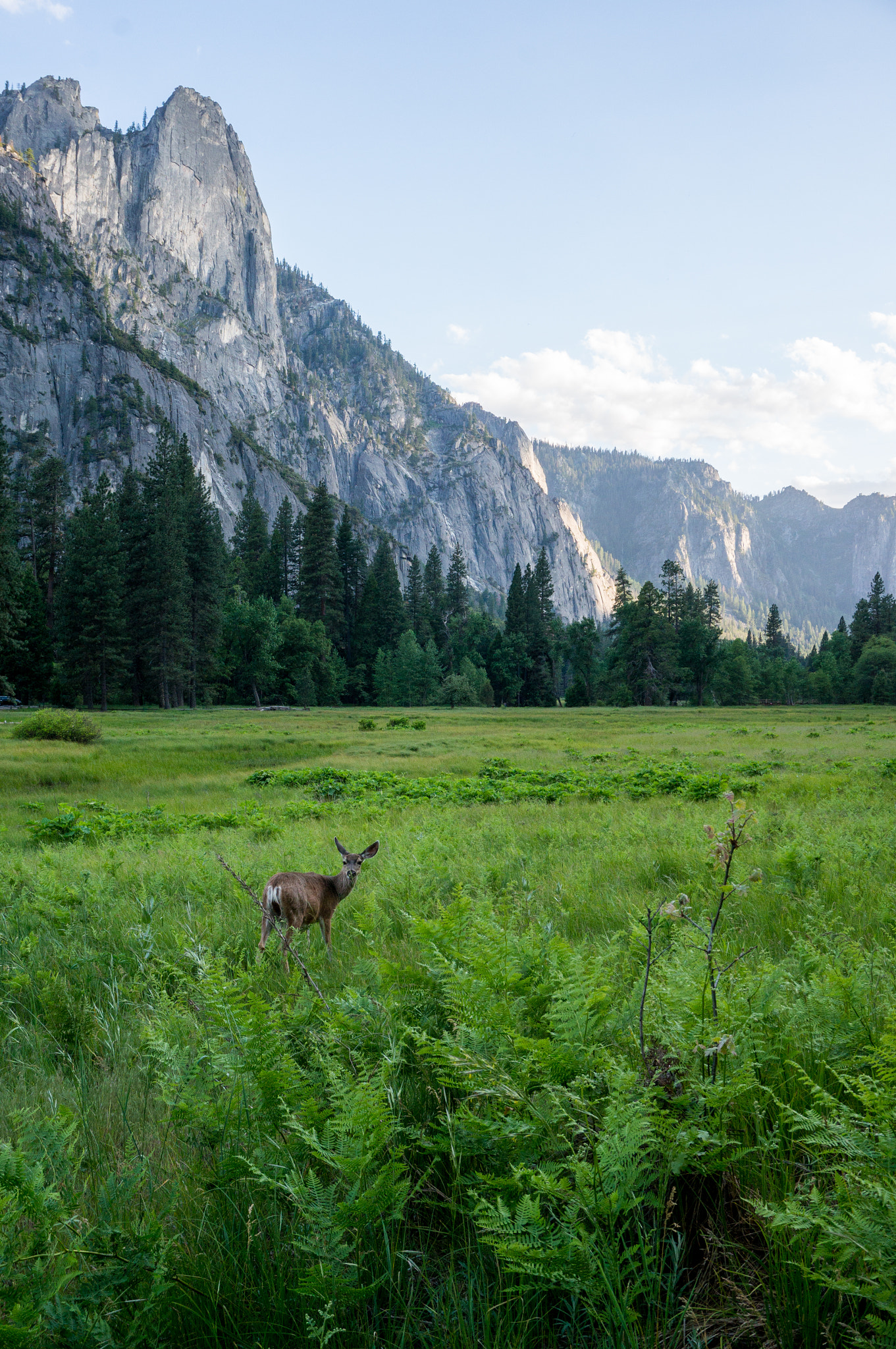 Sony Alpha NEX-5T sample photo. Deer at dinner photography