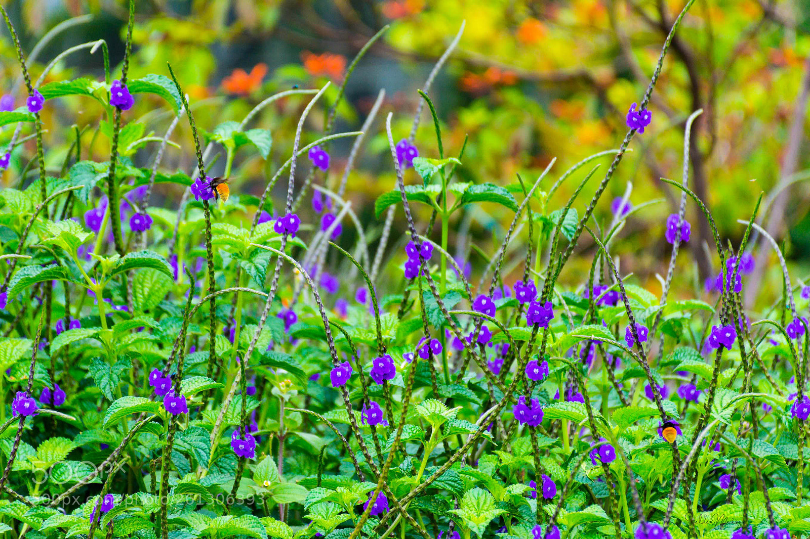 Nikon D7200 sample photo. F photography