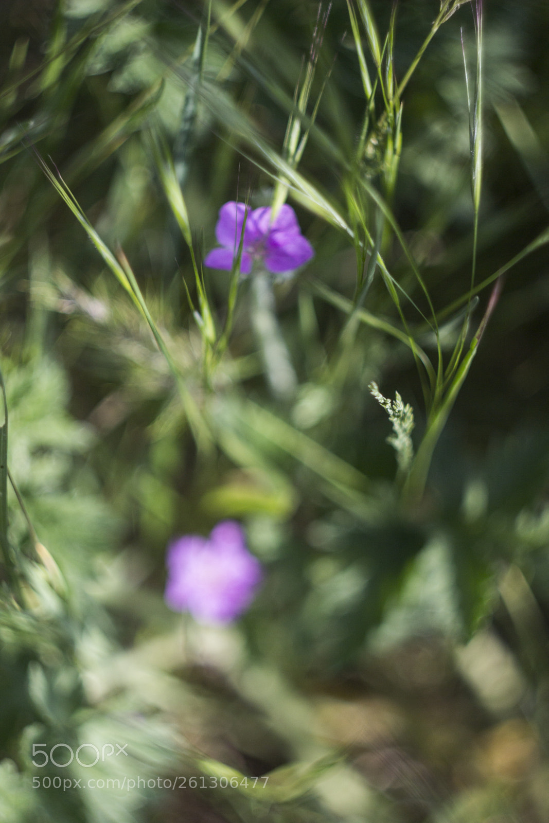 Canon EOS 600D (Rebel EOS T3i / EOS Kiss X5) sample photo. Violet photography