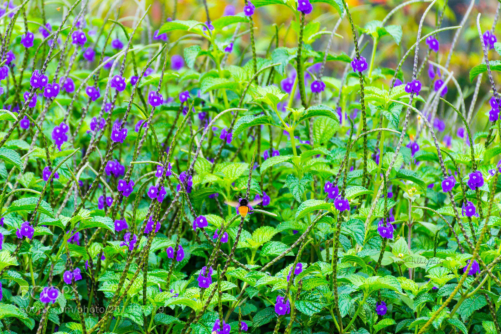 Nikon D7200 sample photo. F photography