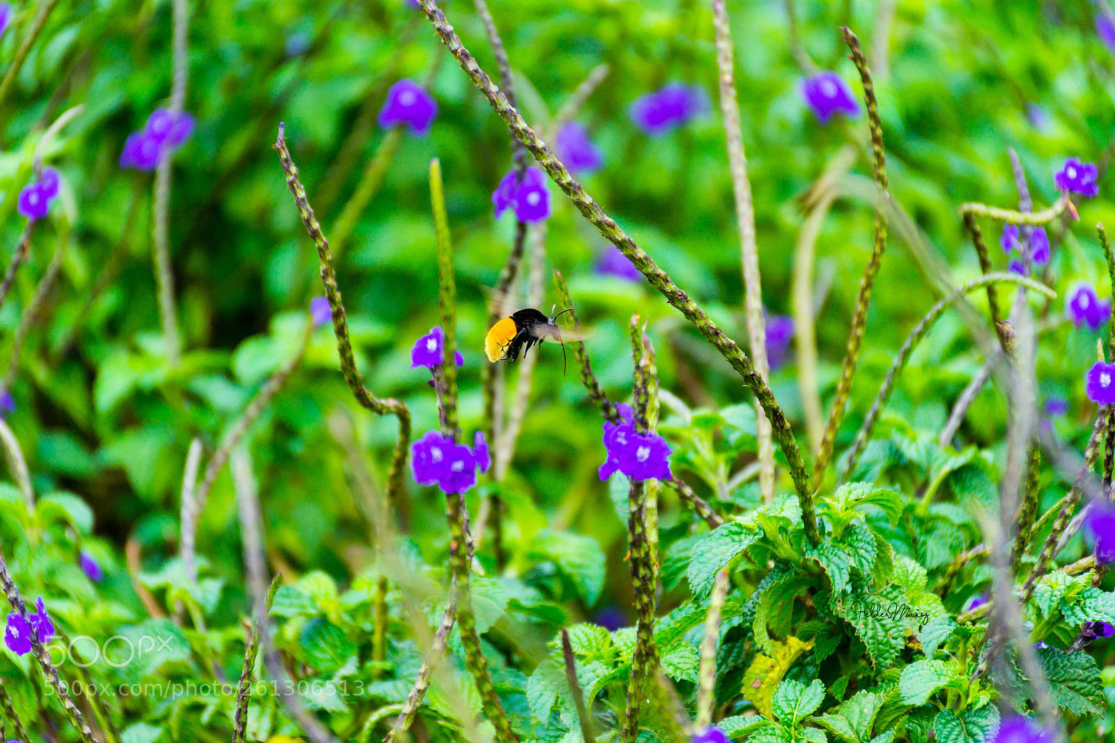 Nikon D7200 sample photo. F photography