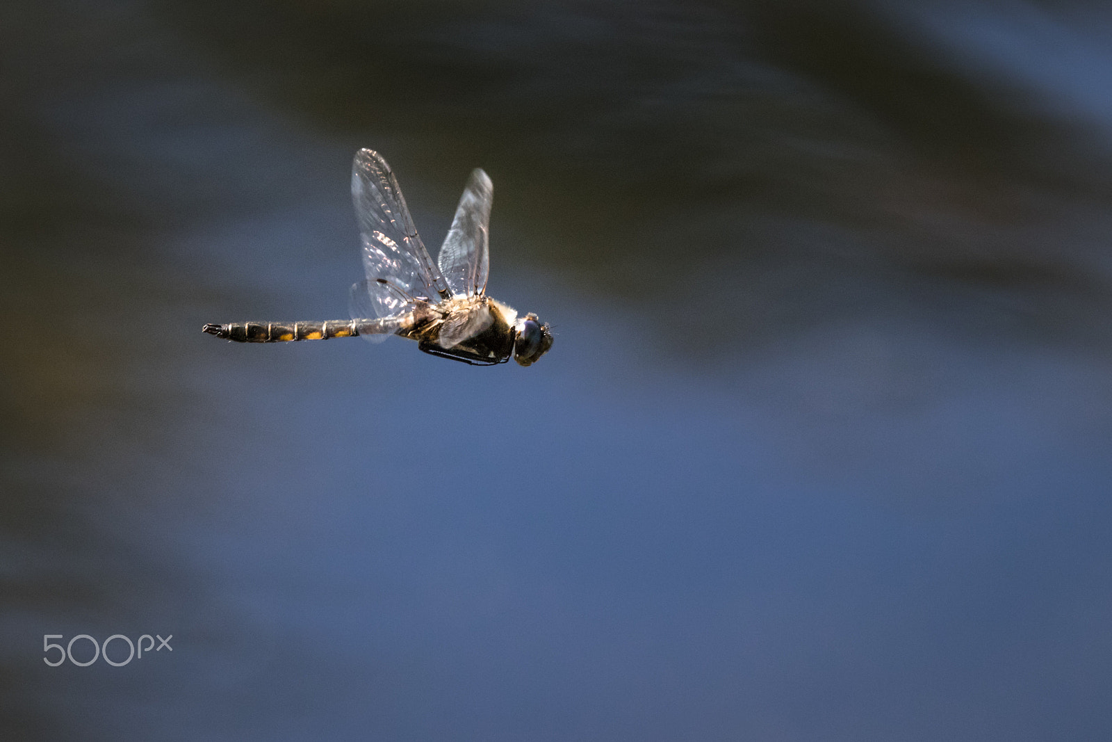 Canon EOS M5 sample photo. Frozen in flight photography