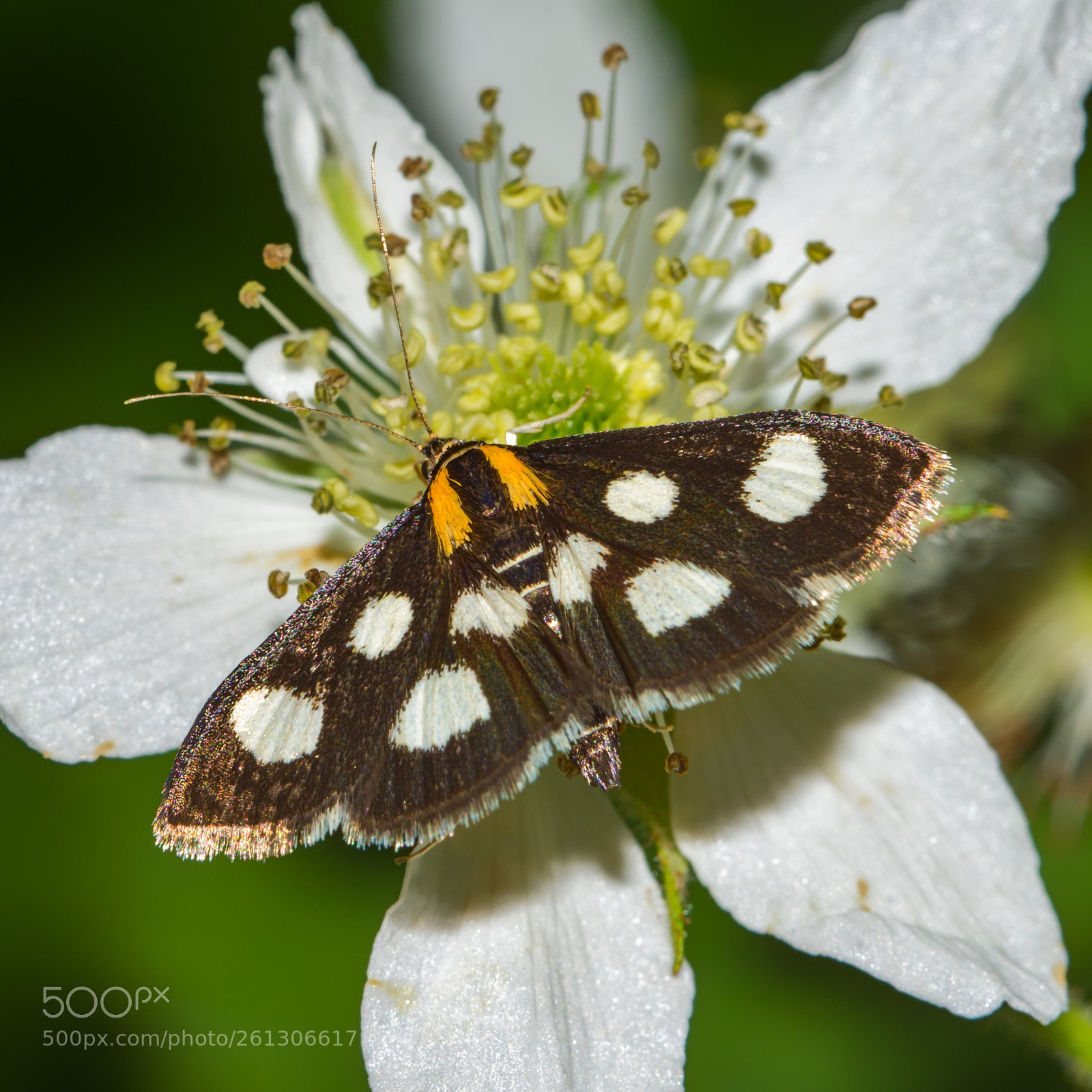 Nikon D7200 sample photo. White-spotted sable photography