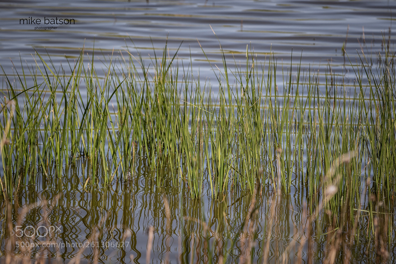 Canon EOS 7D Mark II sample photo. Wetlands photography