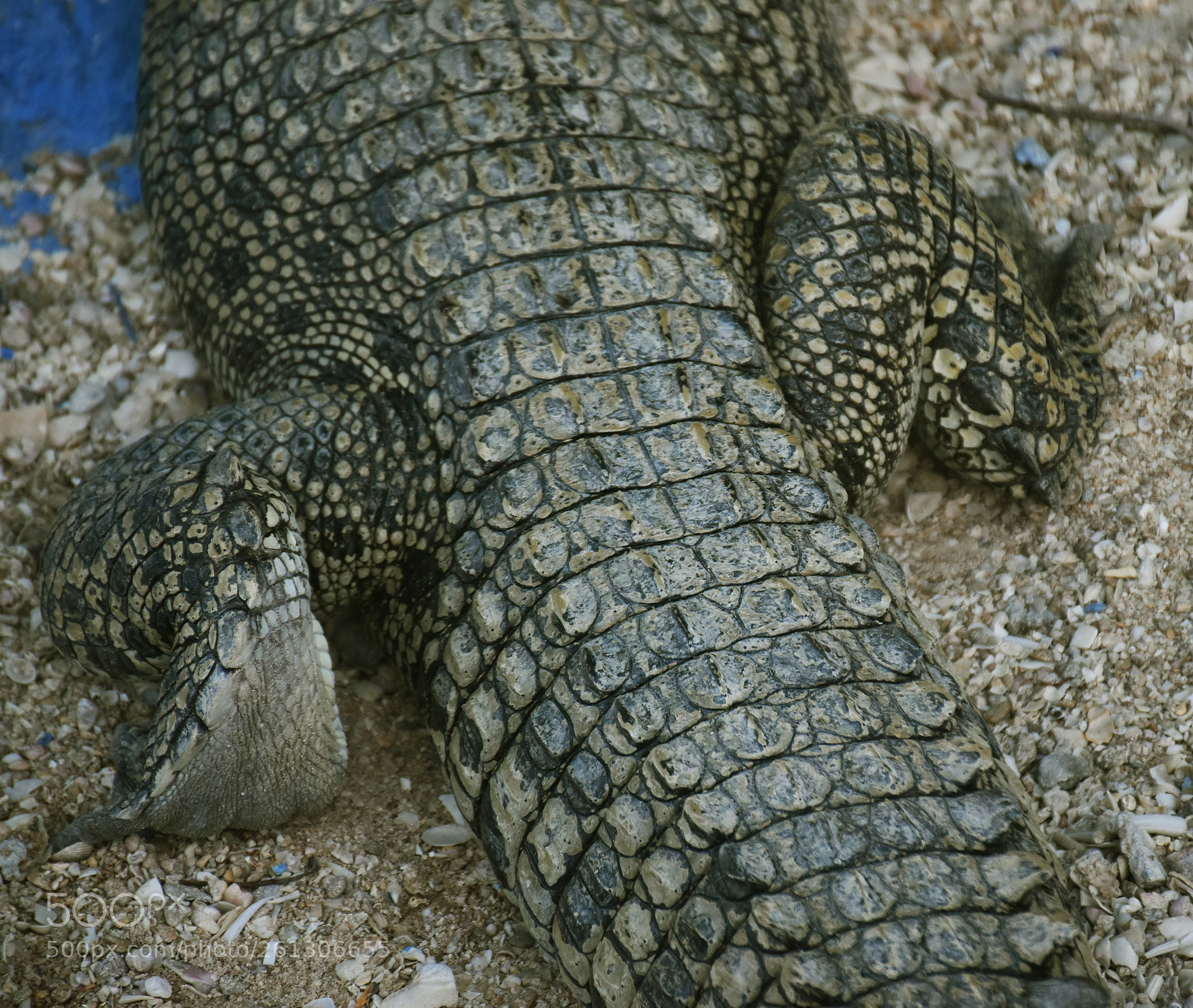Nikon D5500 sample photo. Crocodile photography