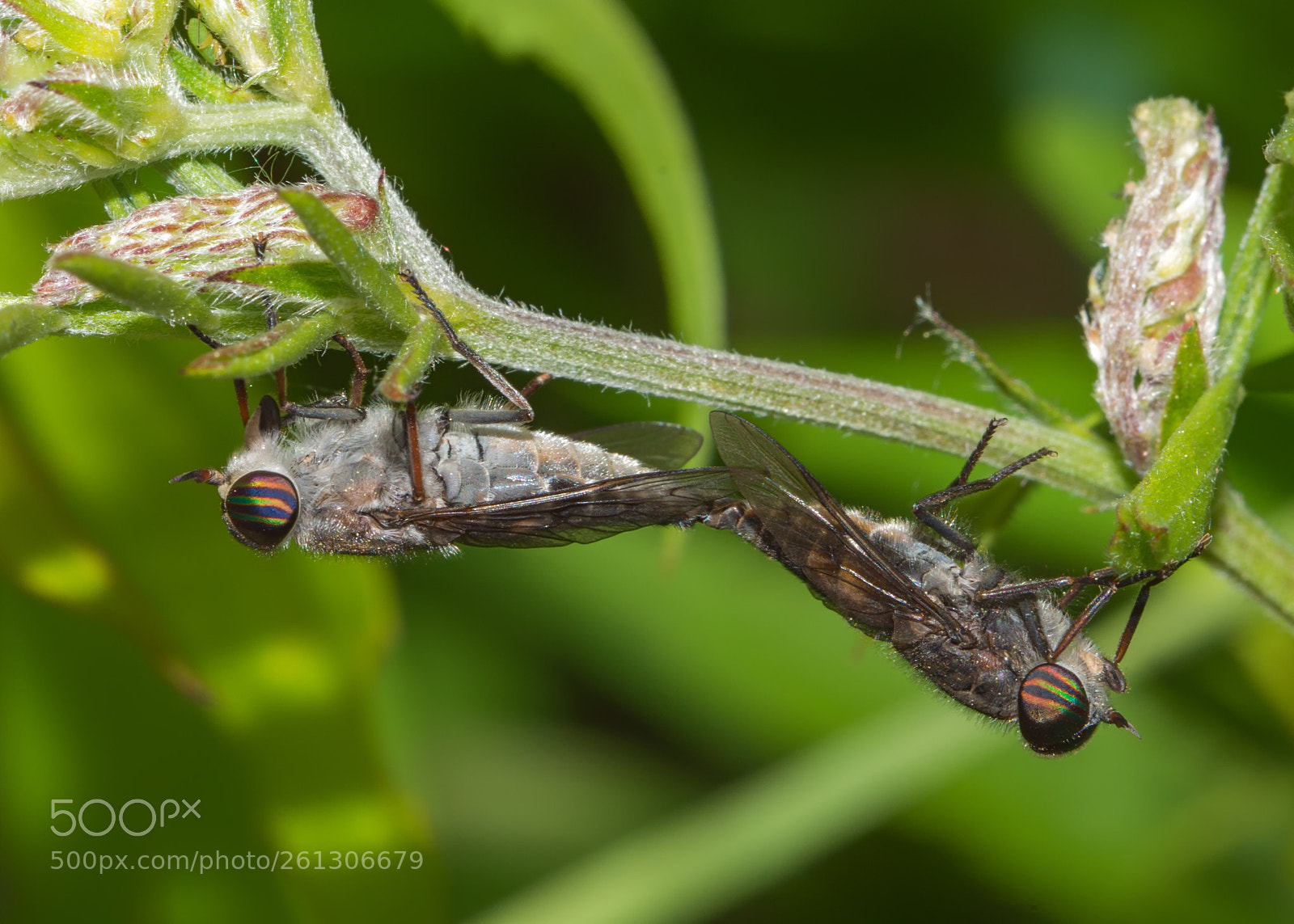 Nikon D7200 sample photo. Horse fly love photography