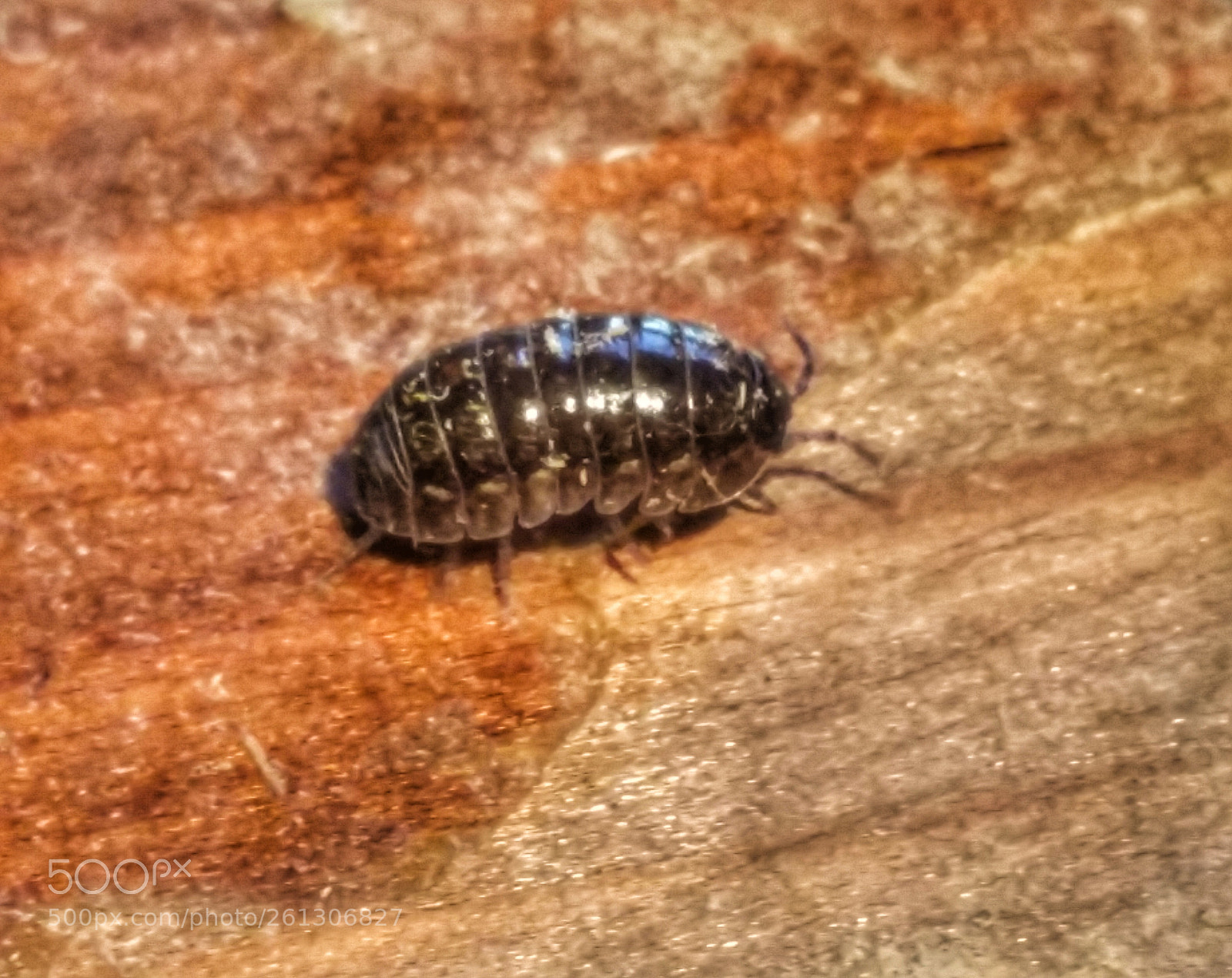 Samsung Galaxy Note4 sample photo. Pill bug photography