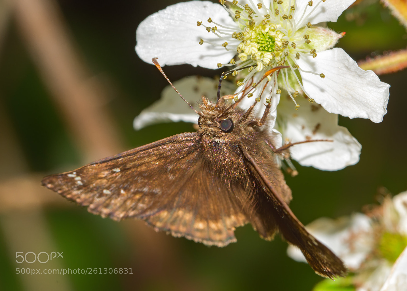 Nikon D7200 sample photo. Duskywing photography