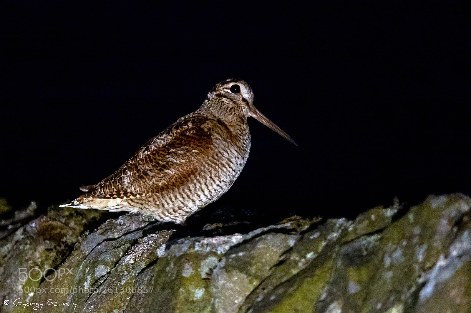 Sony Cyber-shot DSC-RX10 IV sample photo. Eurasian woodcock (scolopax rusticola) photography
