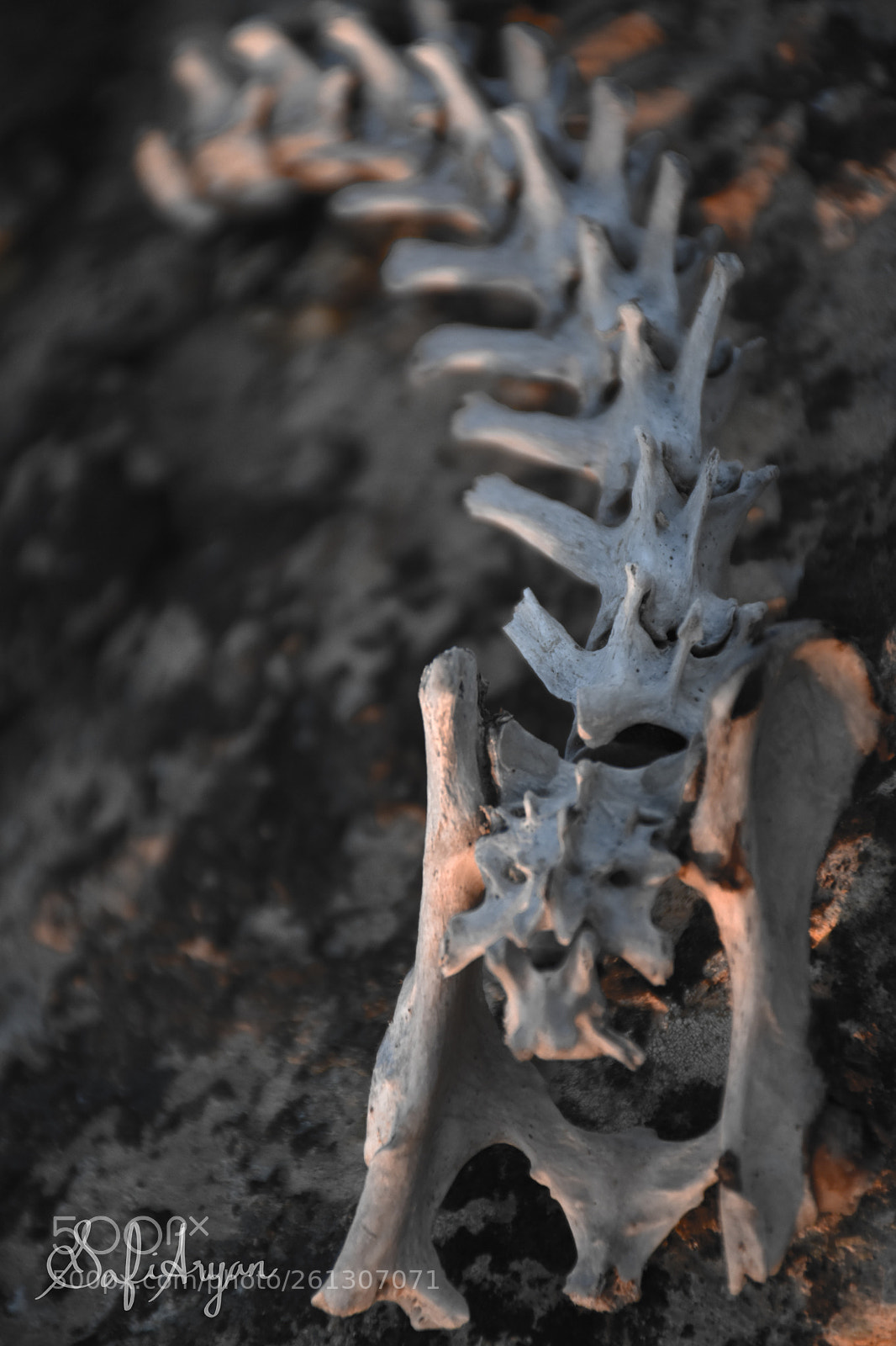 Nikon D5500 sample photo. Spinal column photography
