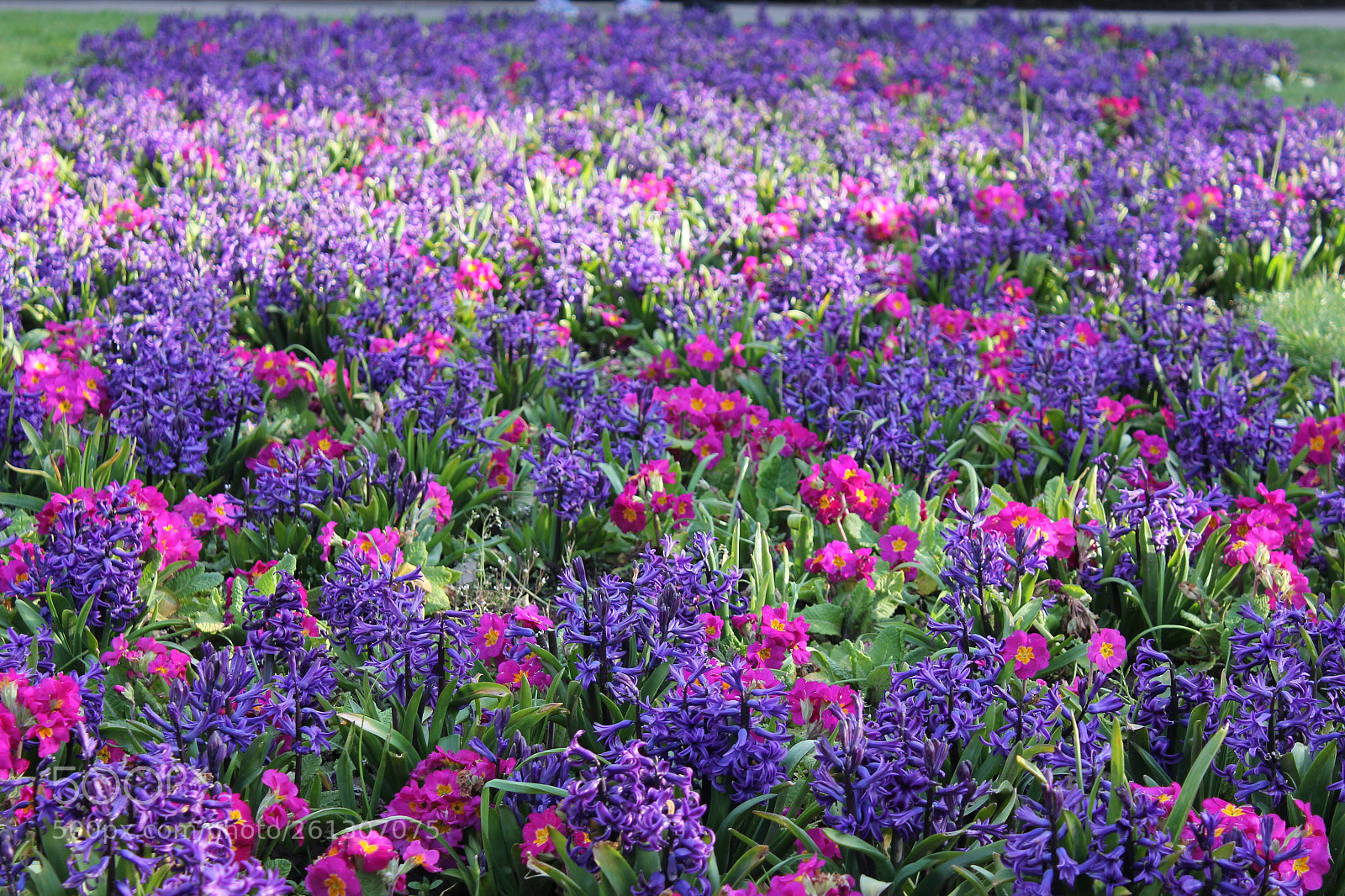 Canon EF-S 18-55mm F3.5-5.6 IS sample photo. Flower color games photography