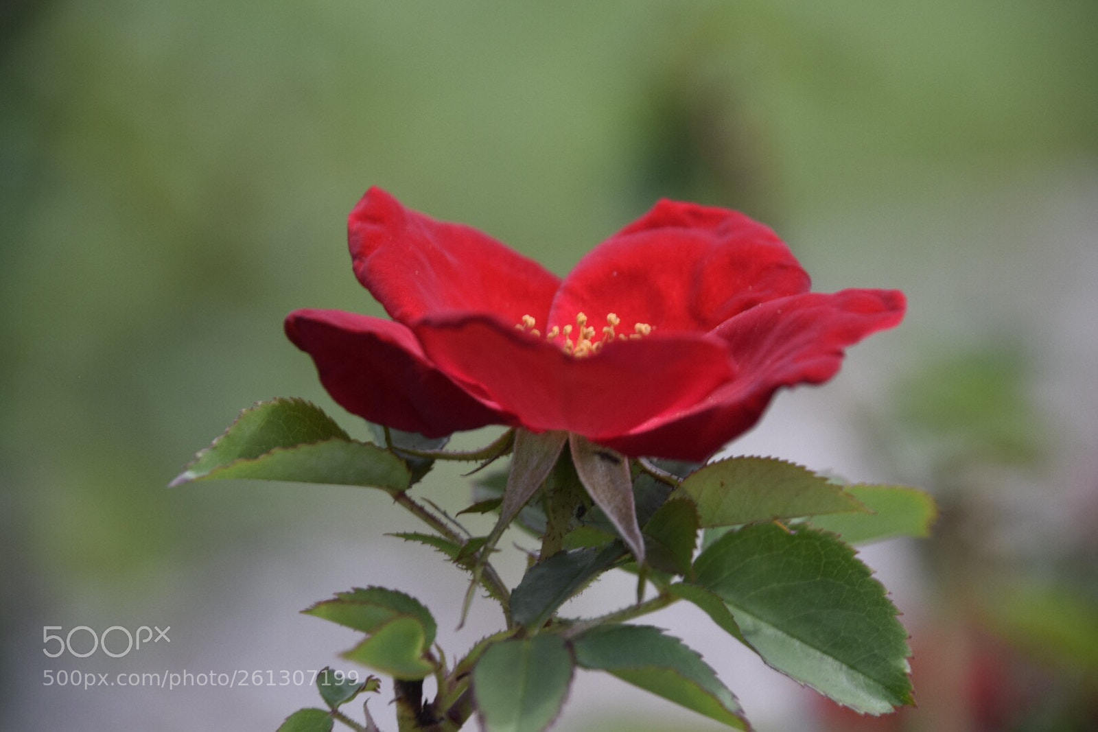 Nikon D5300 sample photo. Red rose photography