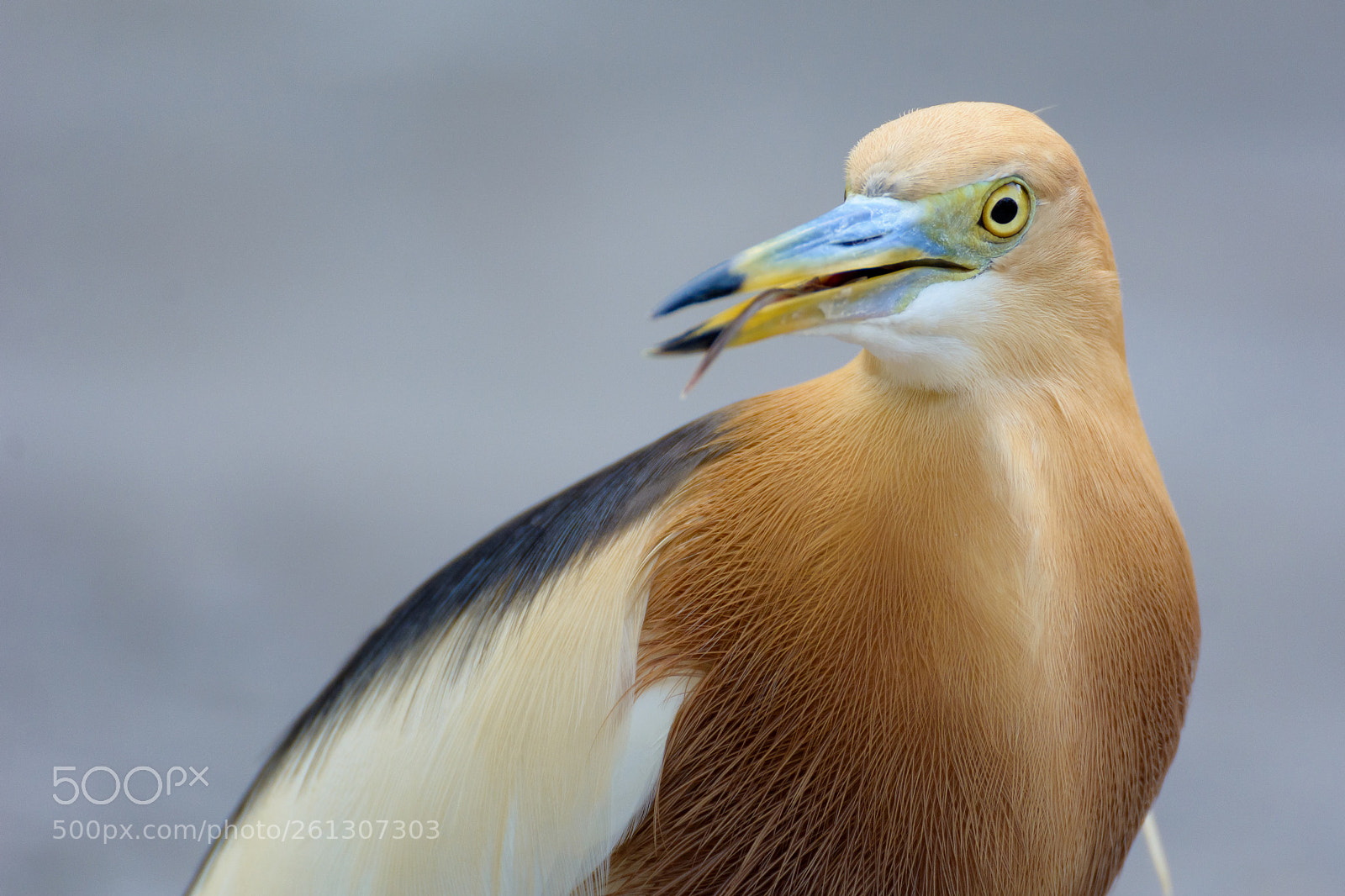 Nikon D7100 sample photo. Javan pond heron photography