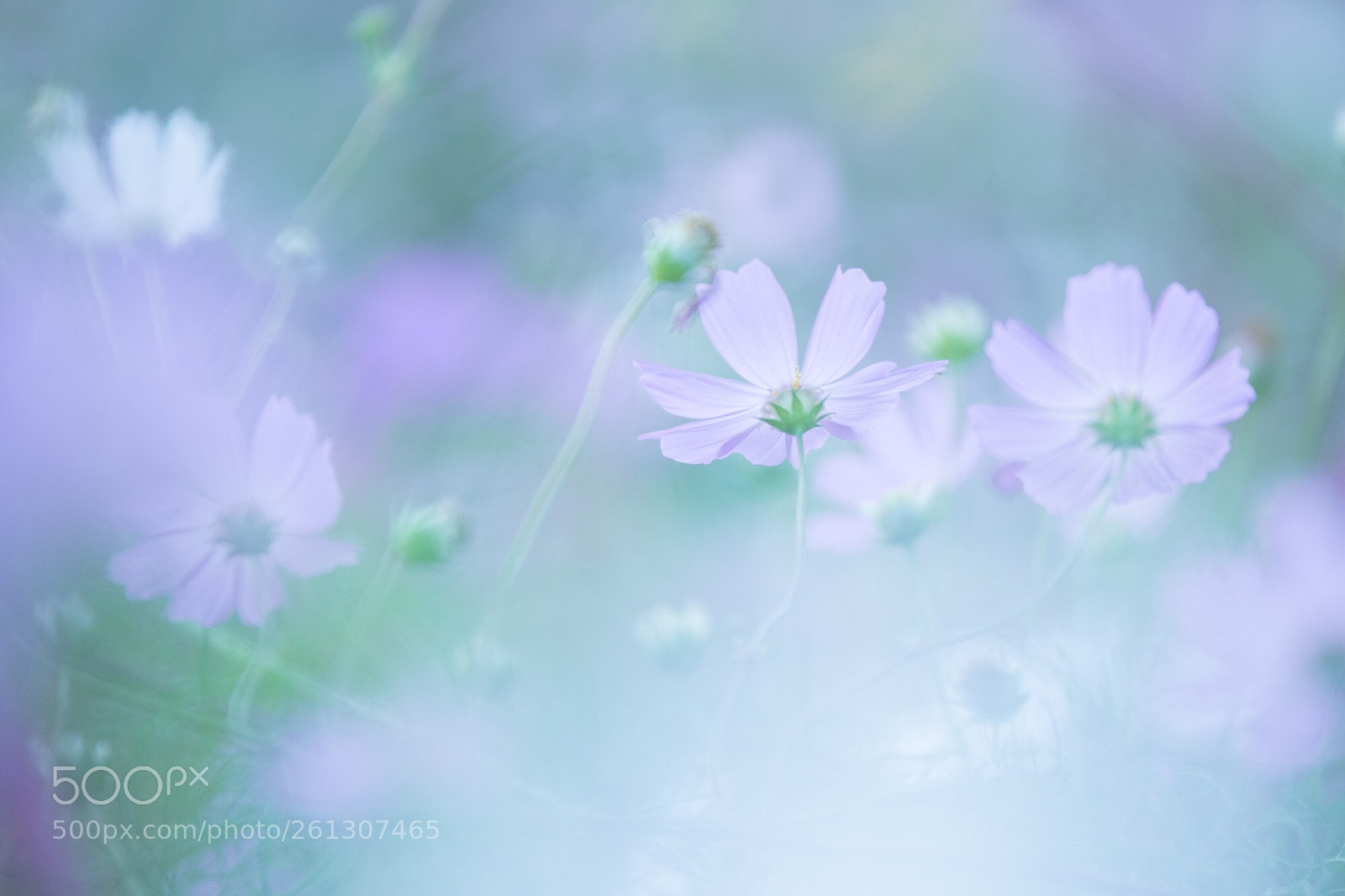Canon EOS 6D sample photo. 夢幻 photography