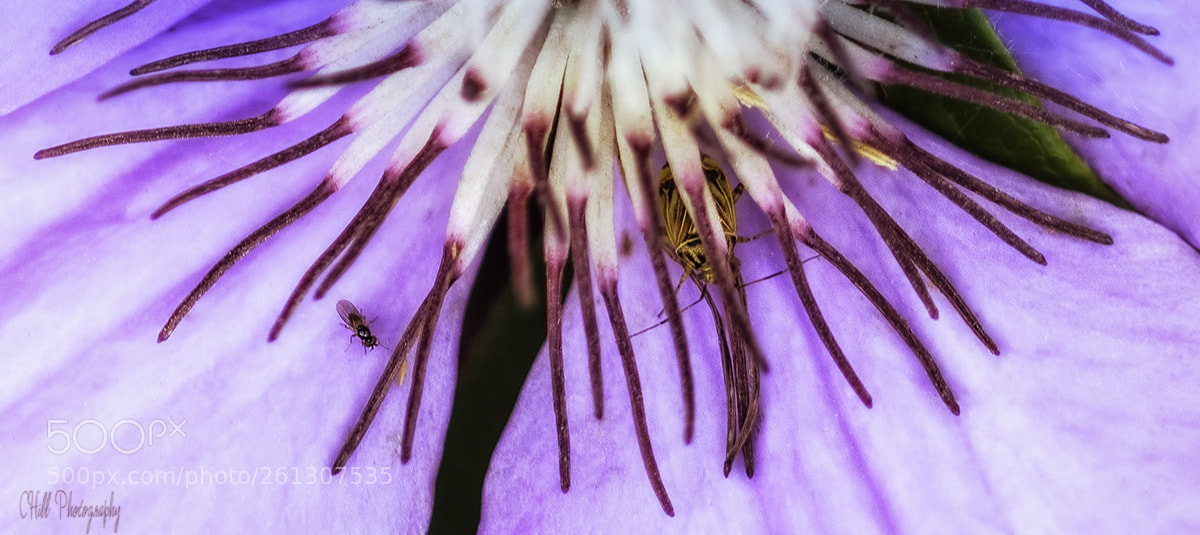 Canon EOS 80D sample photo. What lies beneath photography