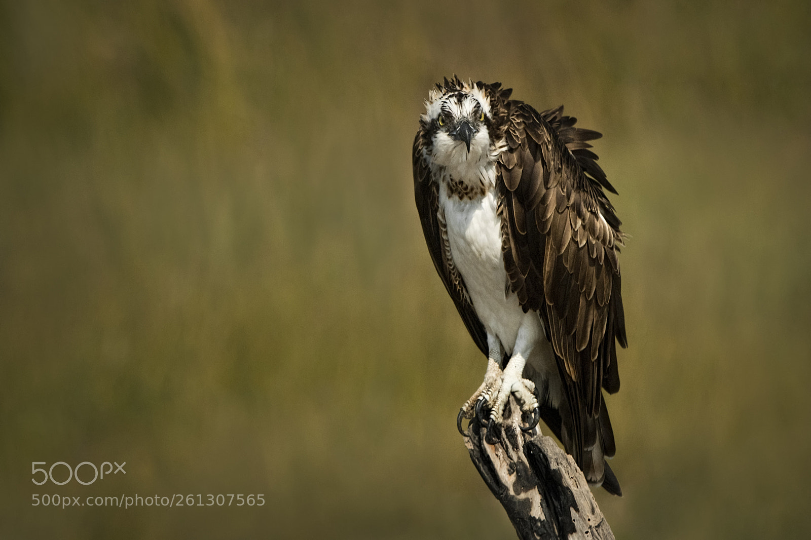 Nikon D500 sample photo. Osprey photography