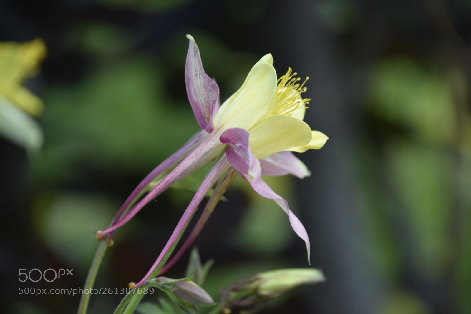 Nikon D5300 sample photo. Columbine  photography