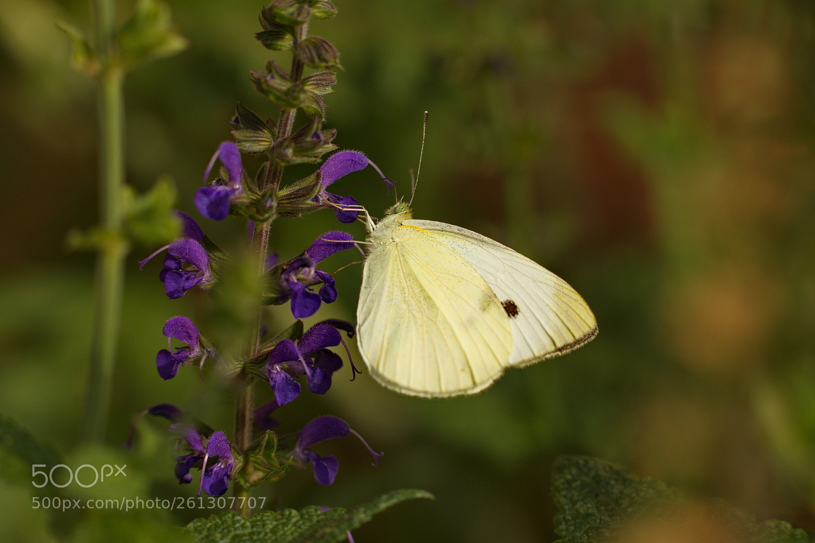 Canon EOS 6D sample photo. Sulfur photography