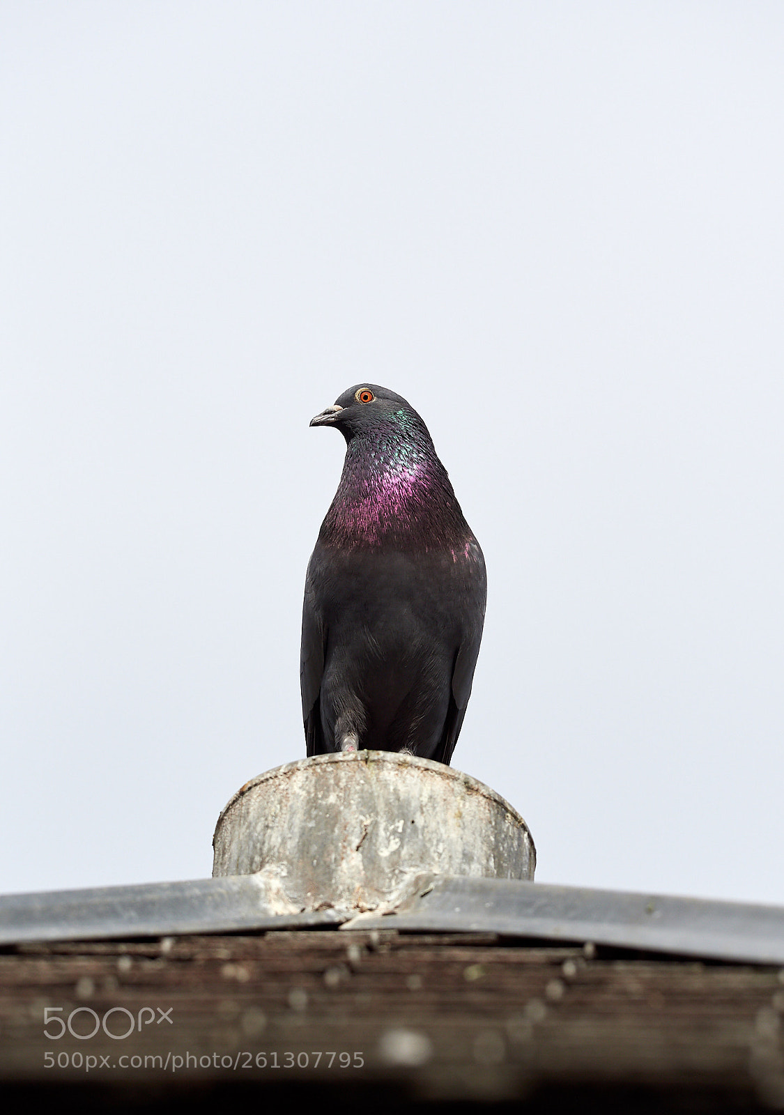 Olympus OM-D E-M1 Mark II sample photo. Red eye photography